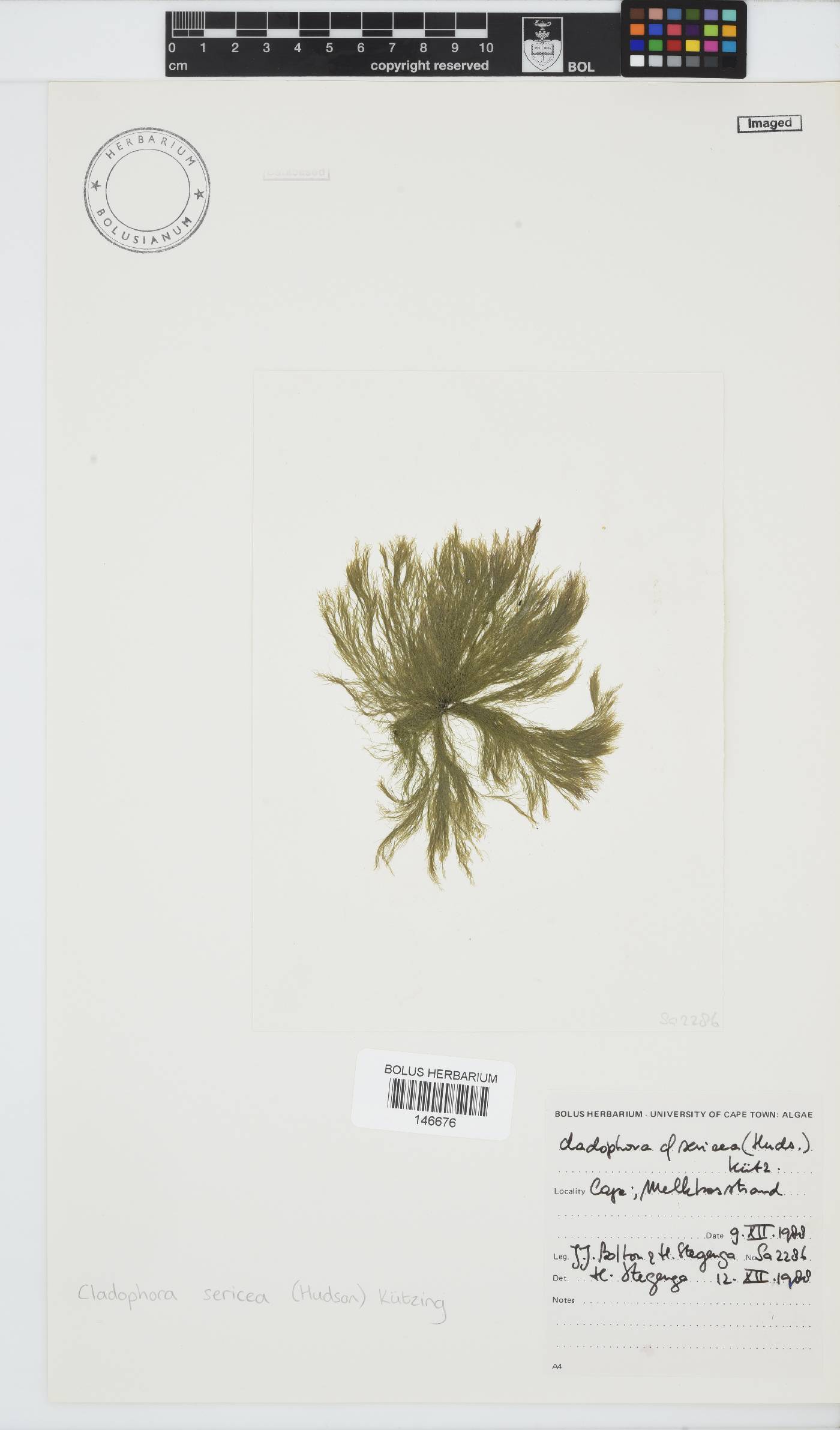 Cladophora sericea image