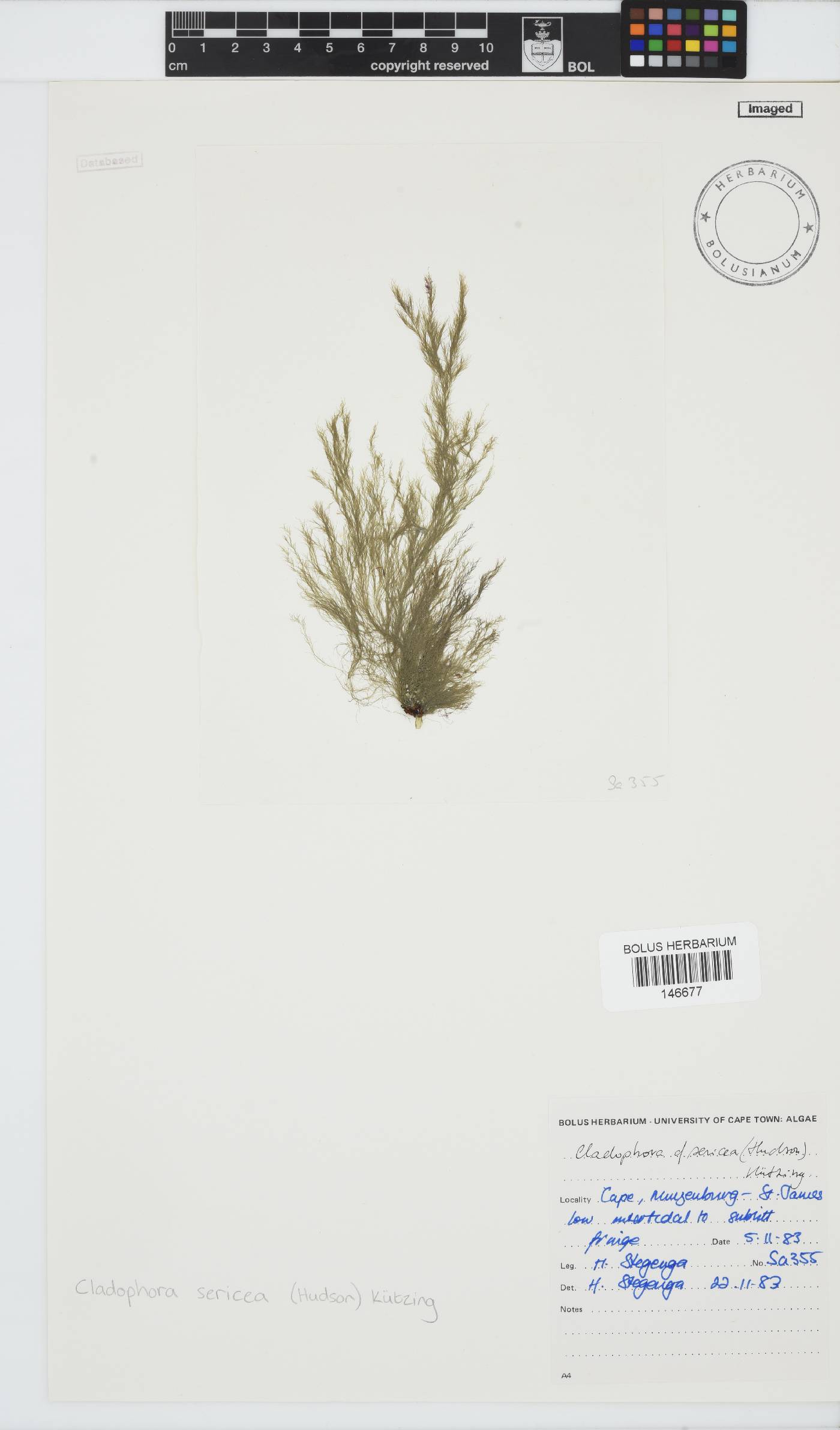 Cladophora sericea image