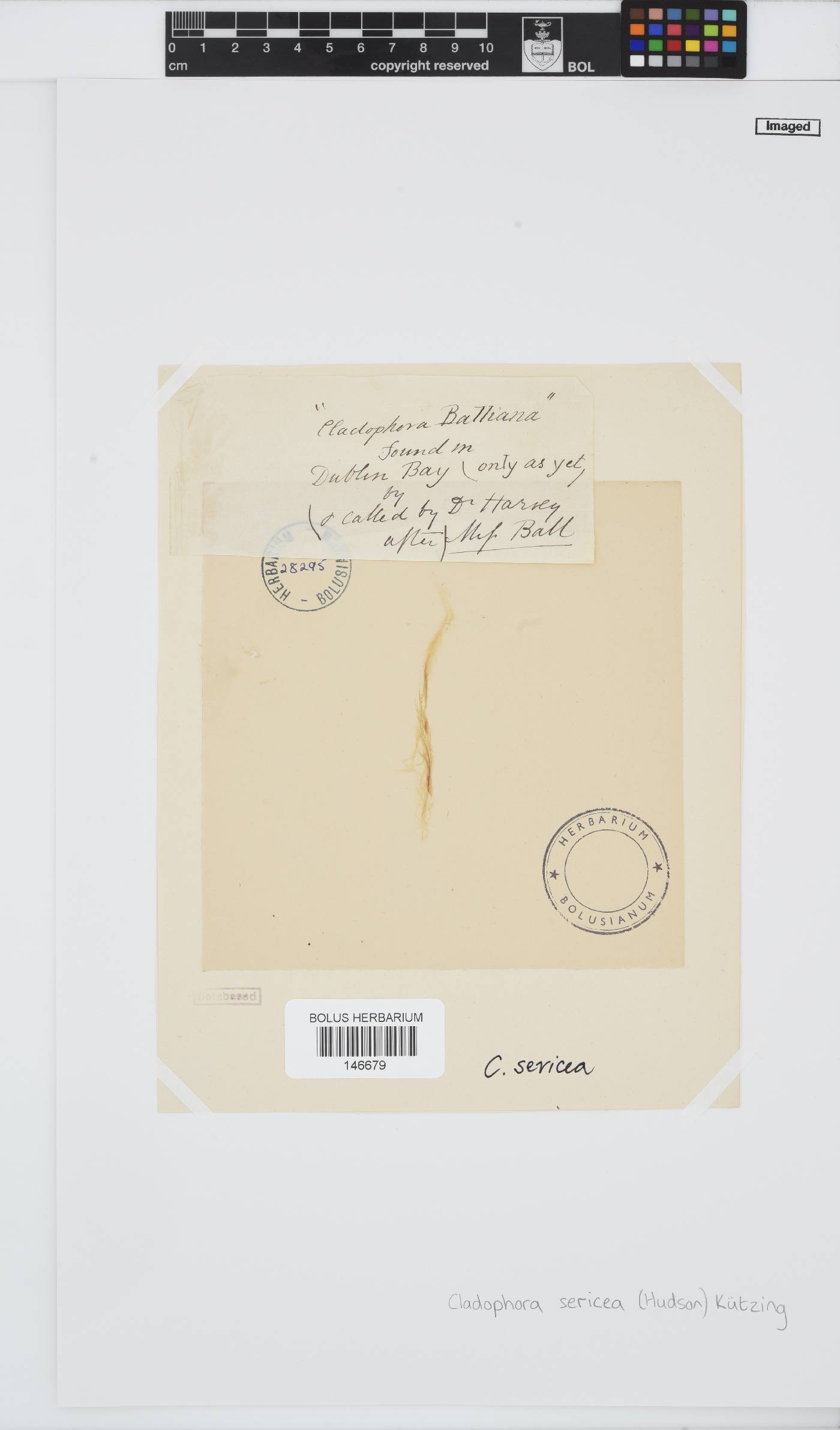 Cladophora sericea image