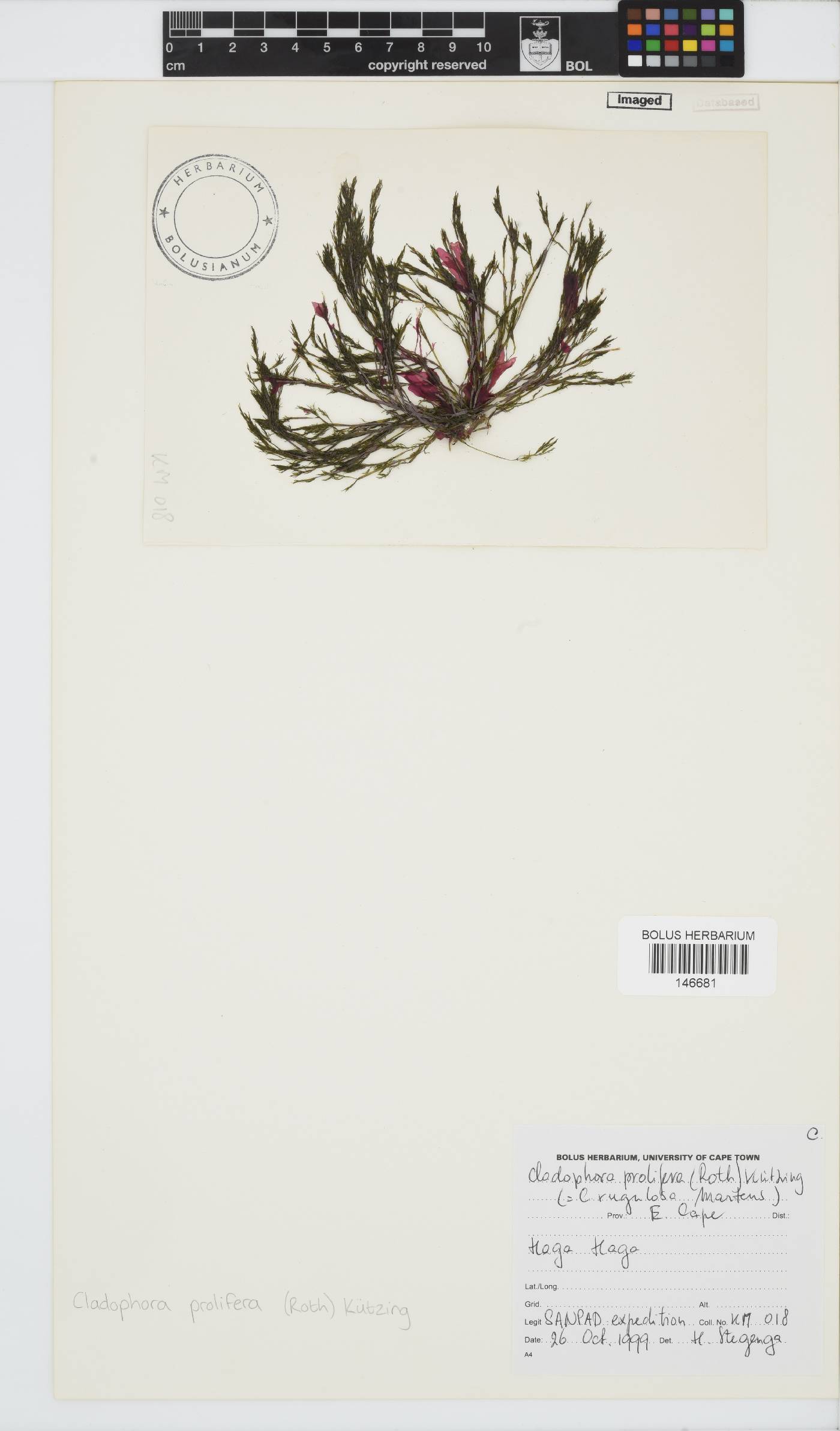 Cladophora prolifera image