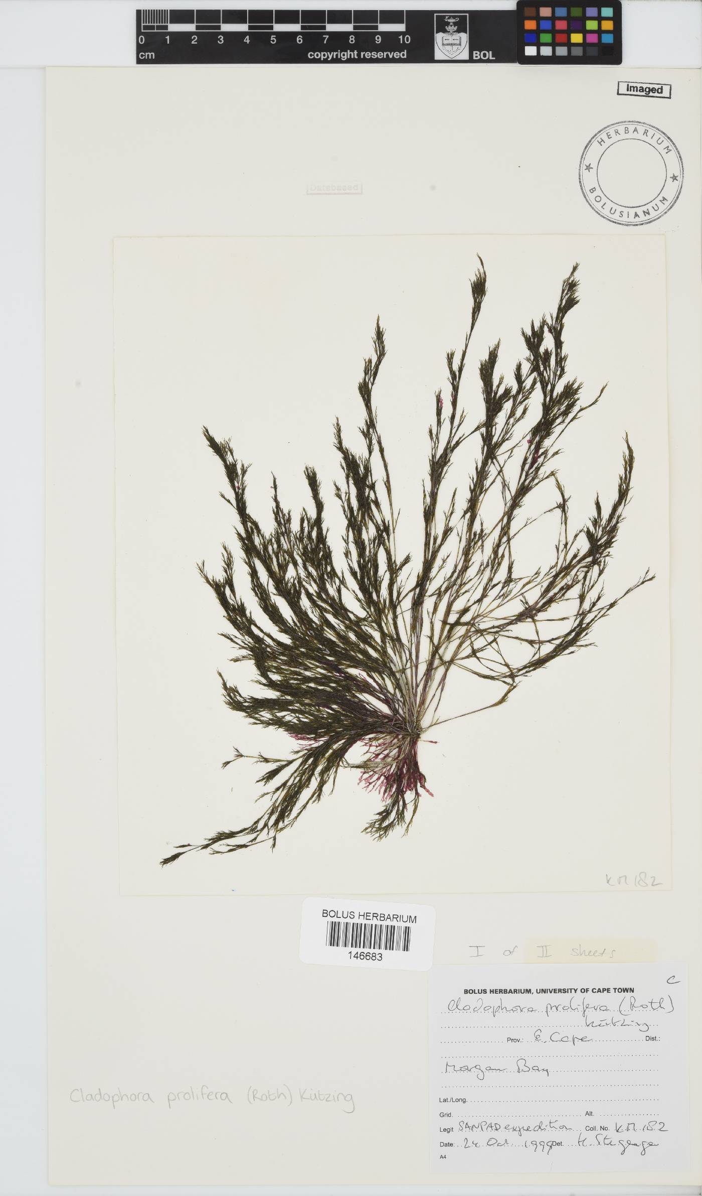 Cladophora prolifera image