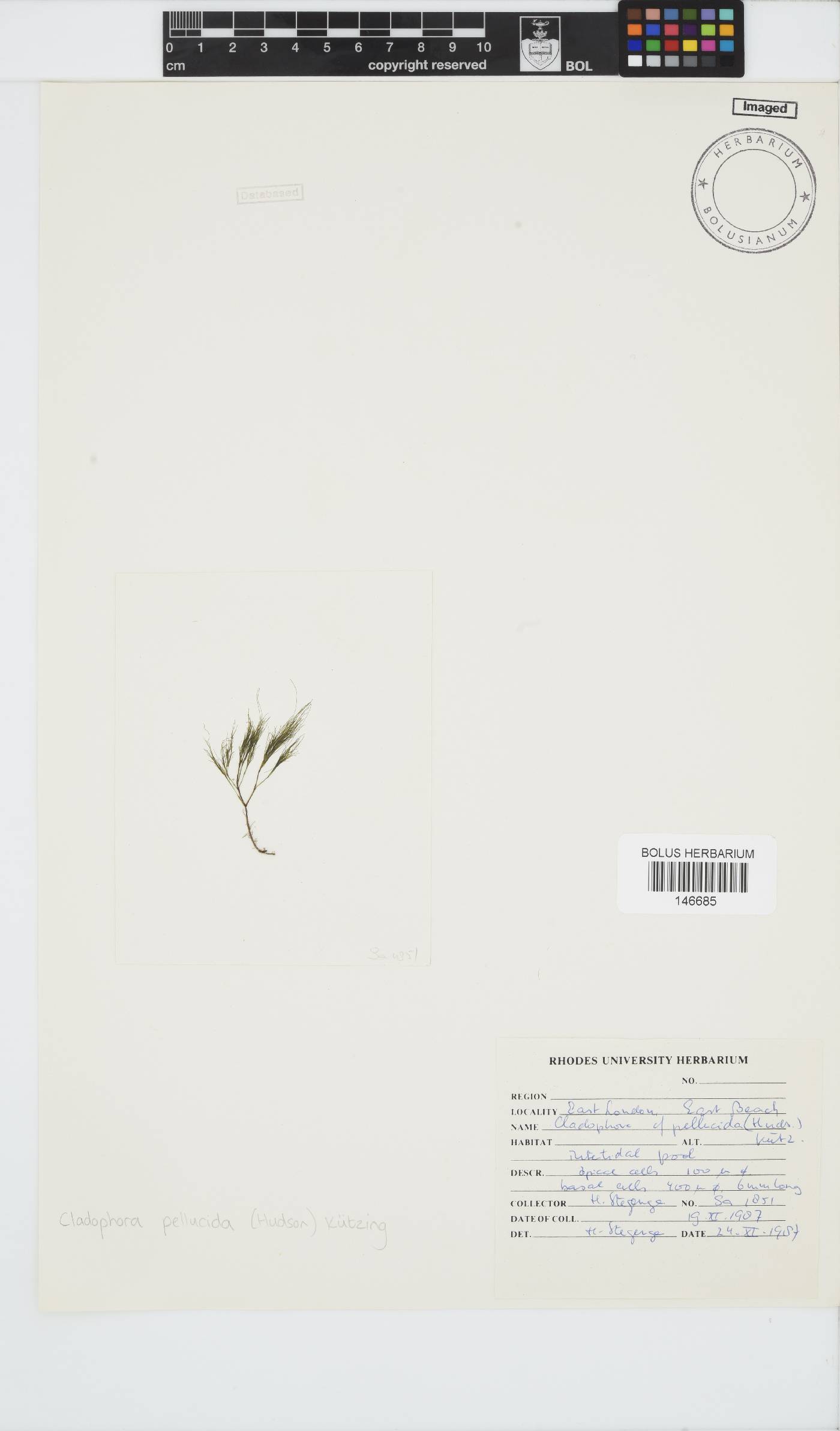 Lychaete pellucida image
