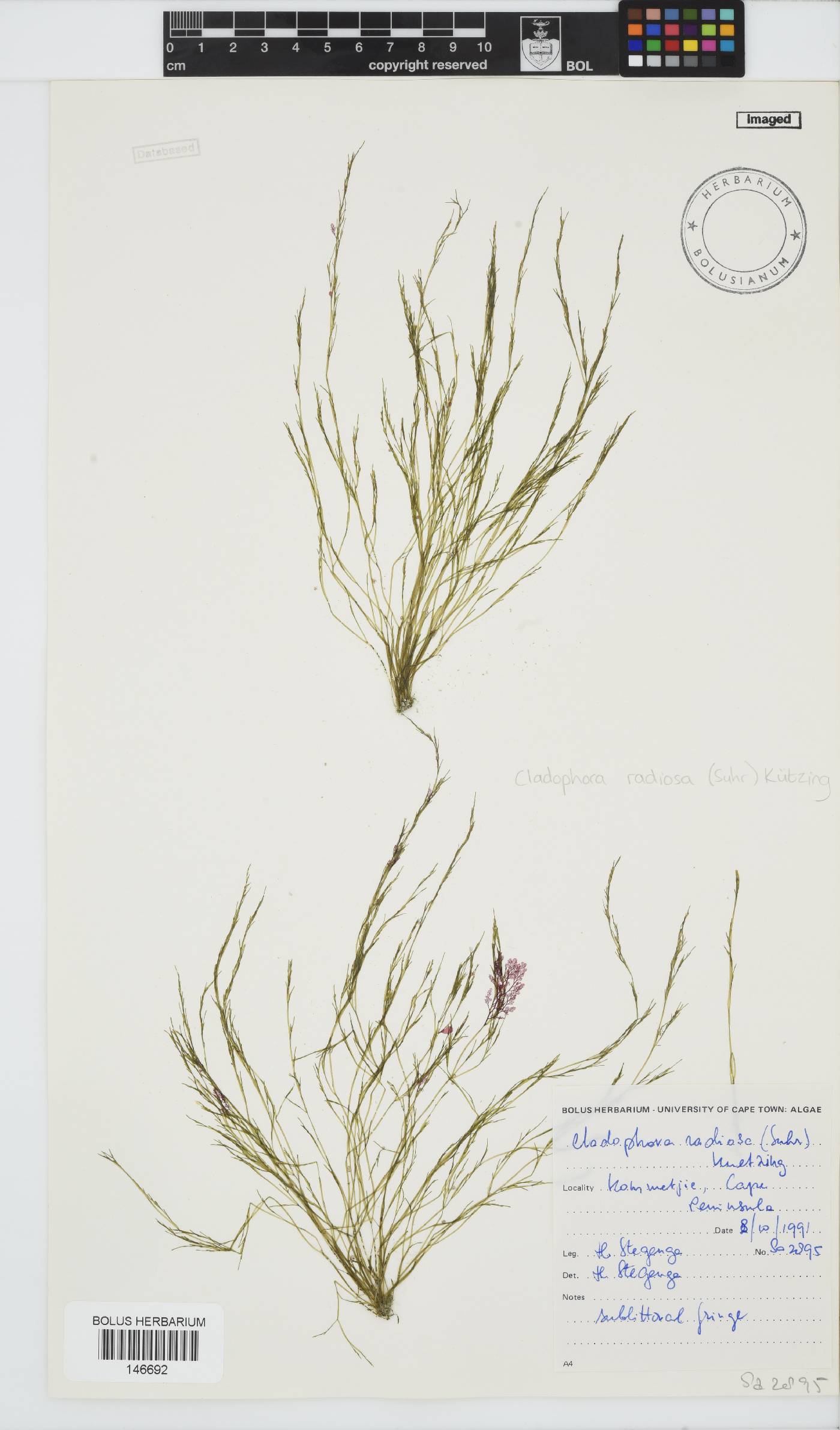 Lychaete radiosa image