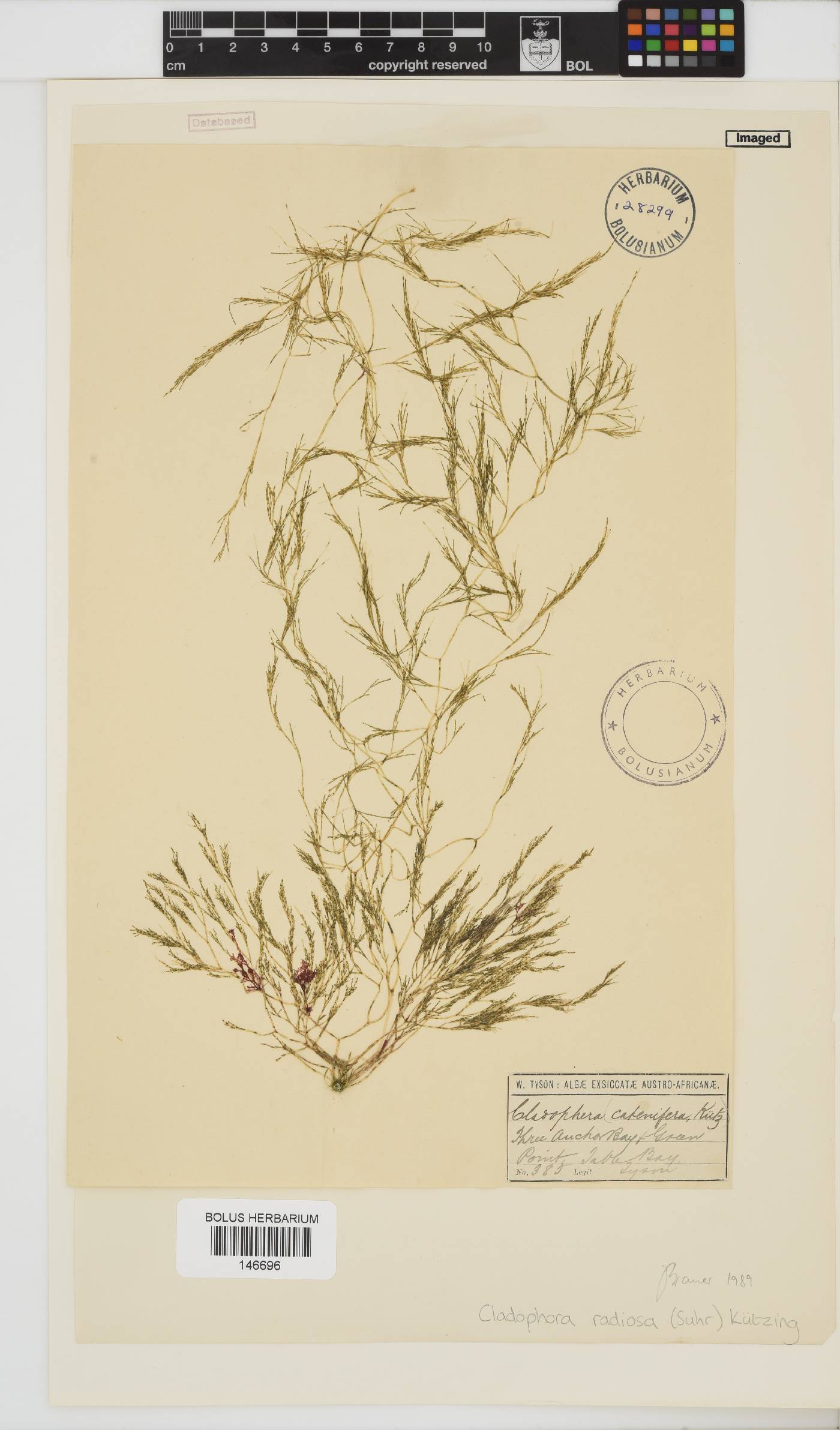 Lychaete image