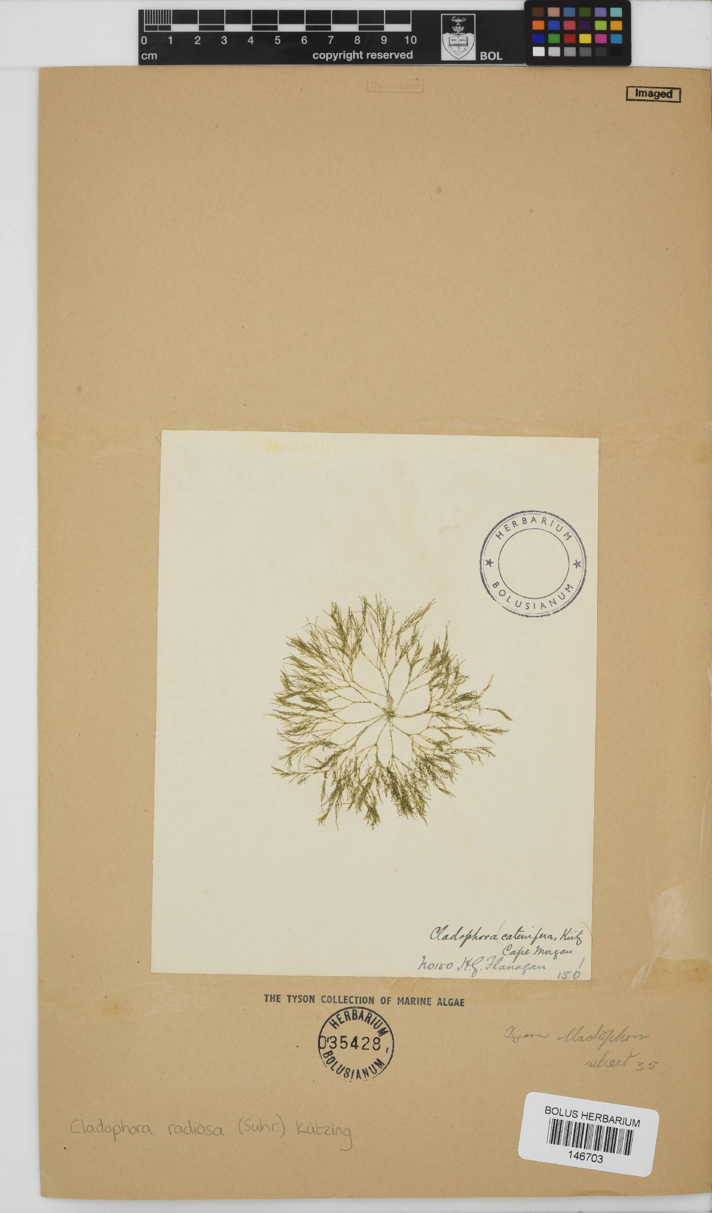 Lychaete radiosa image