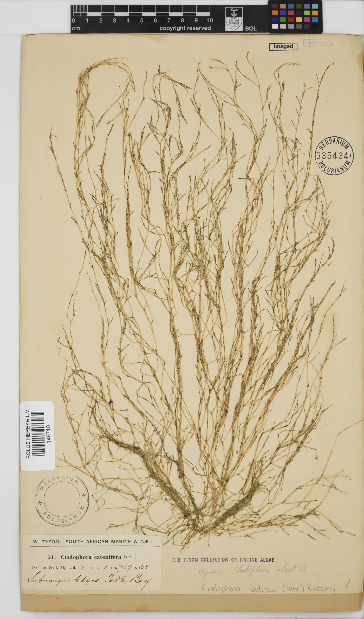 Cladophoraceae image