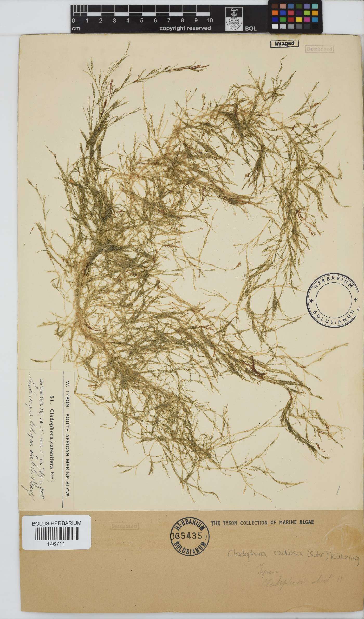 Lychaete radiosa image