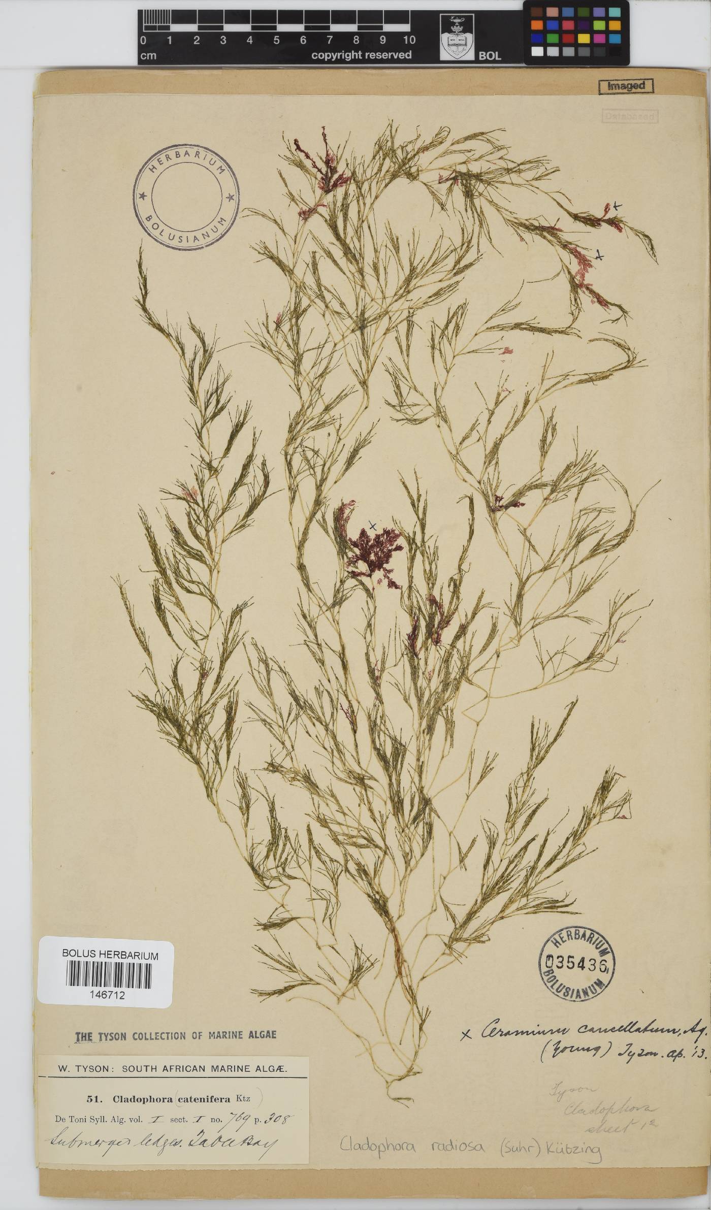 Lychaete radiosa image