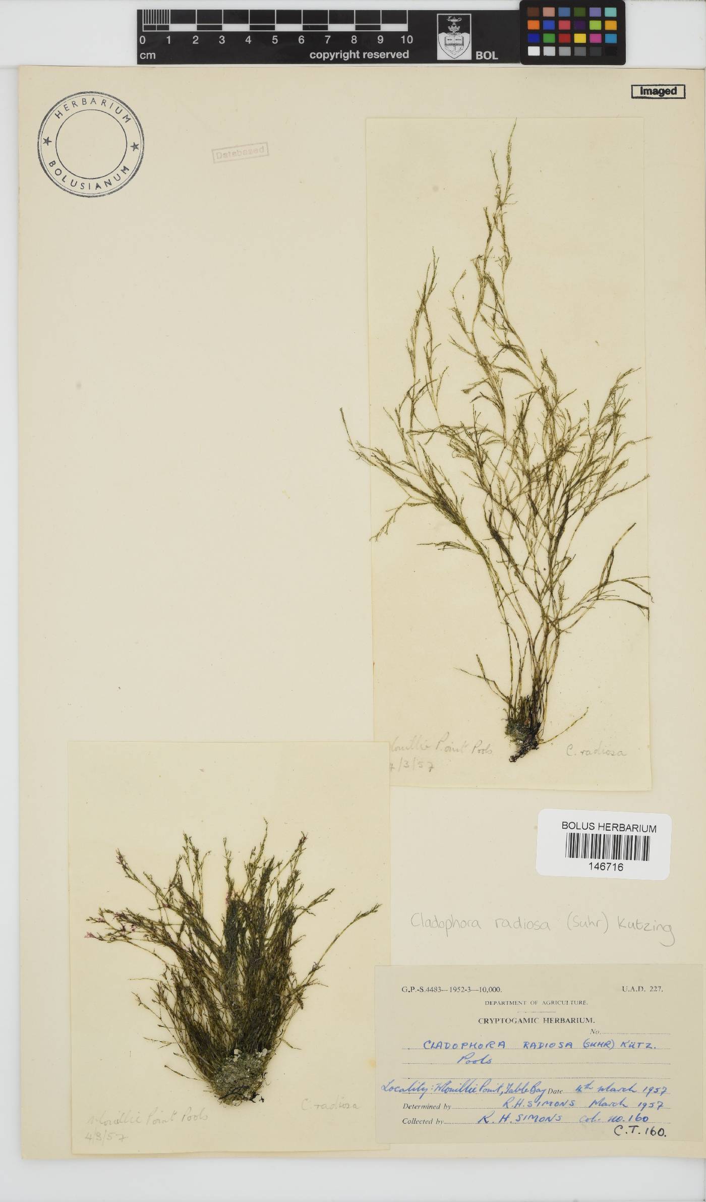 Lychaete radiosa image
