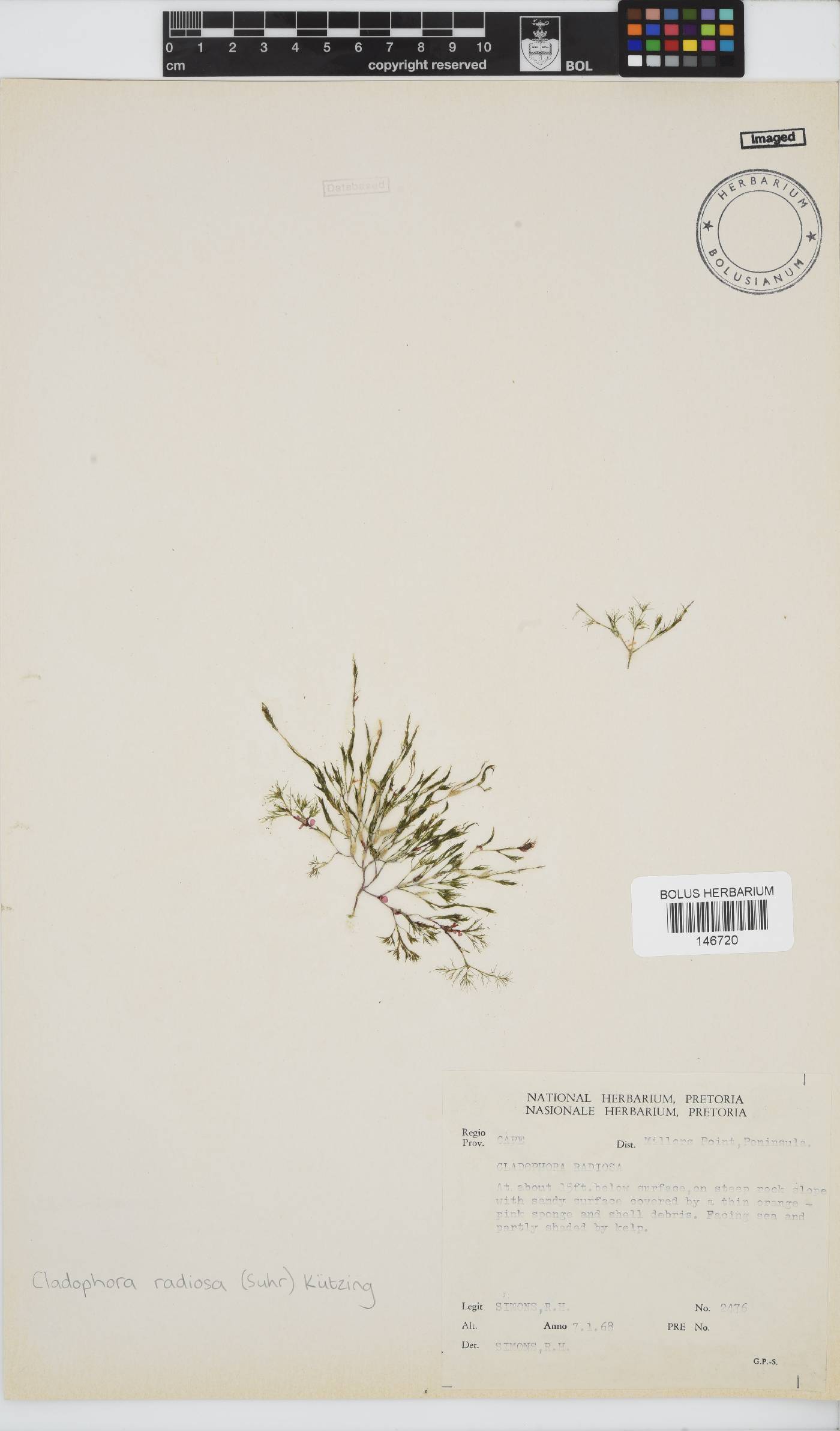 Lychaete image
