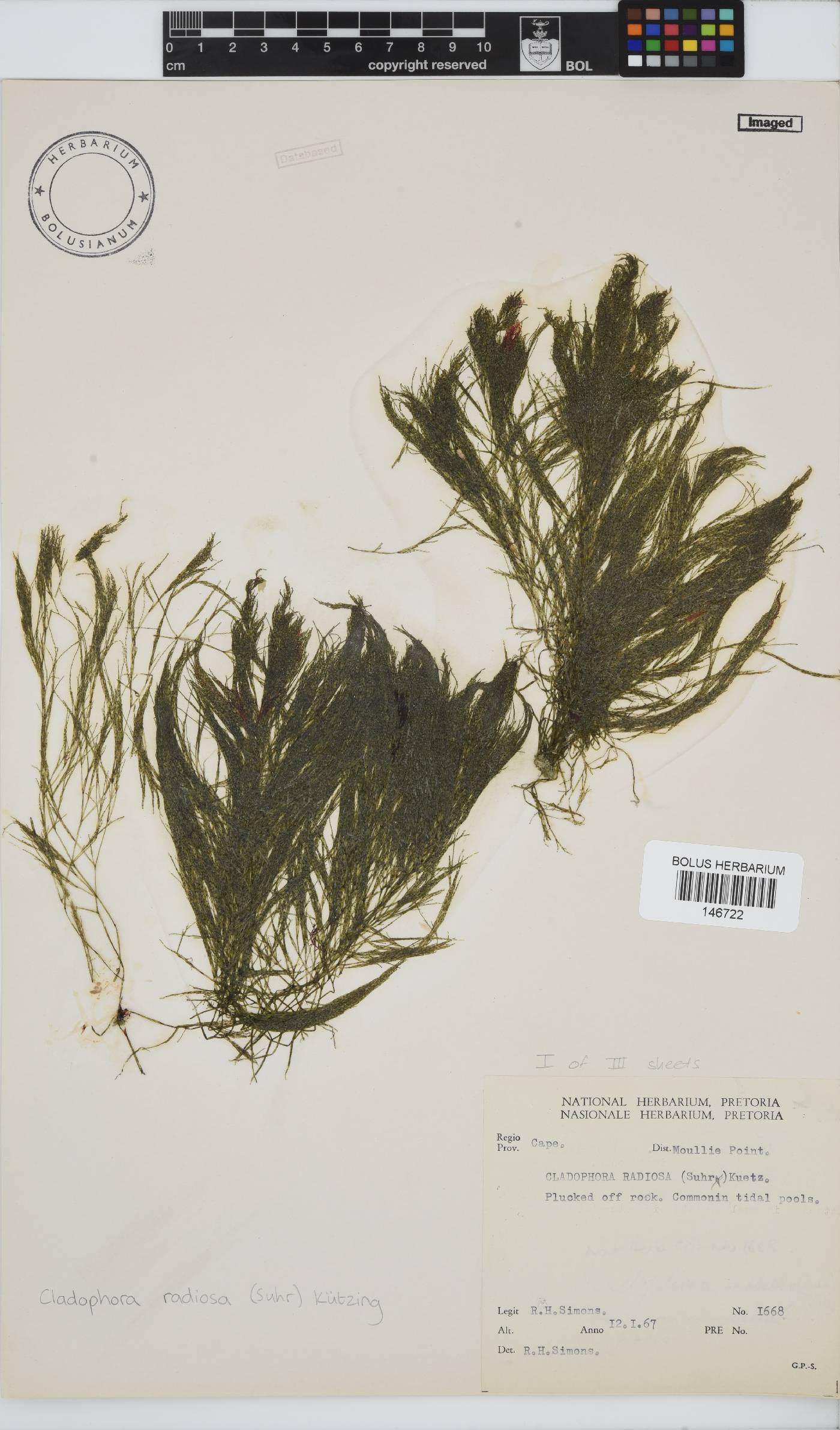 Lychaete image