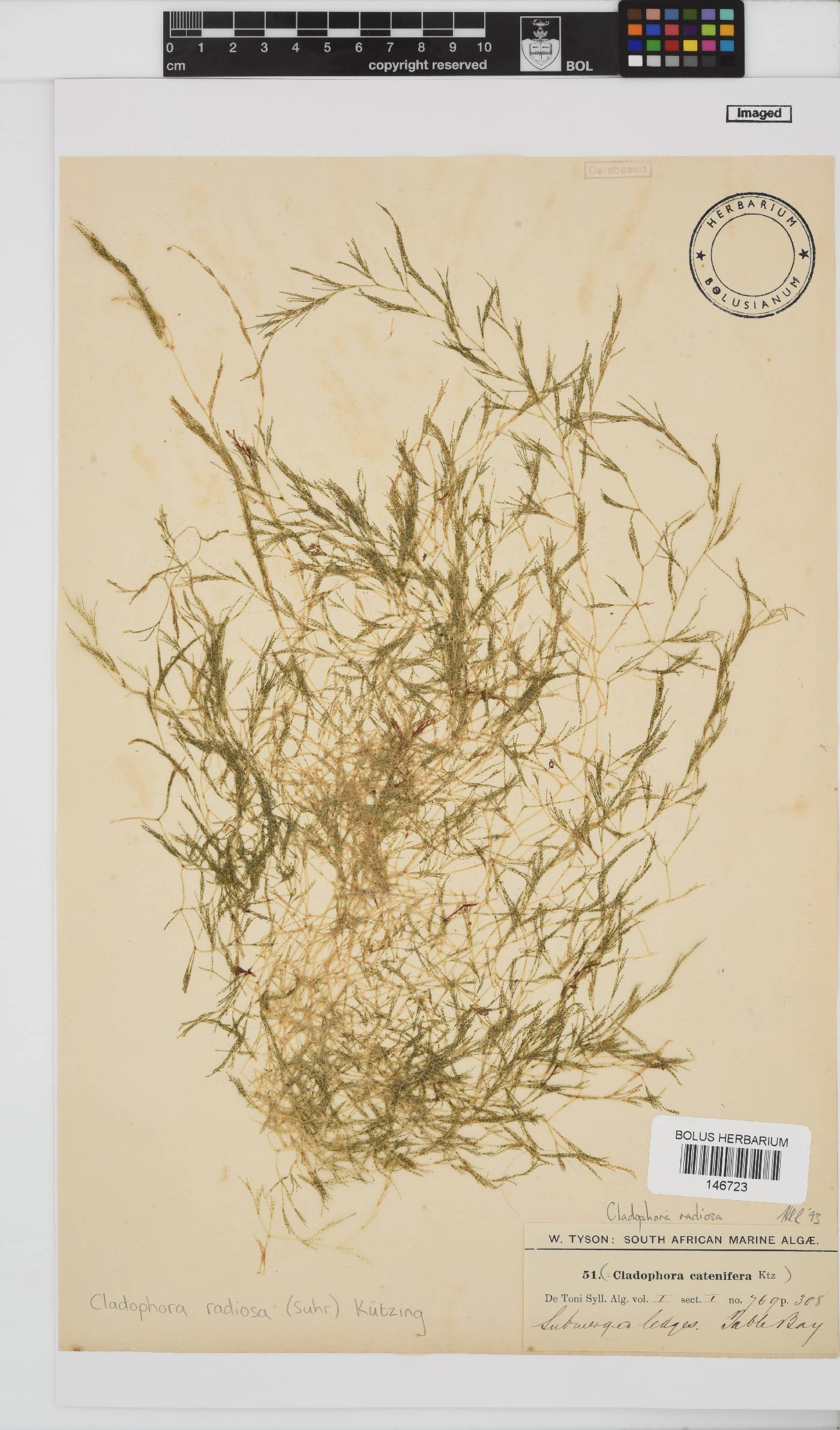 Lychaete radiosa image