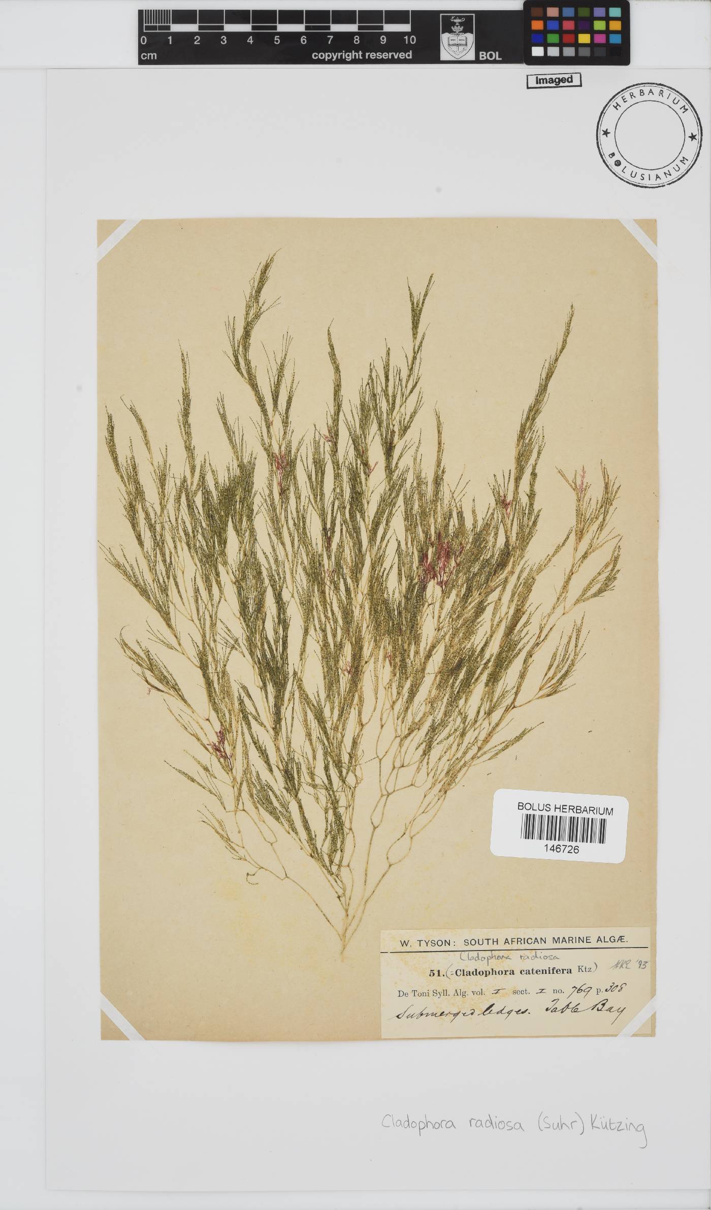 Lychaete image