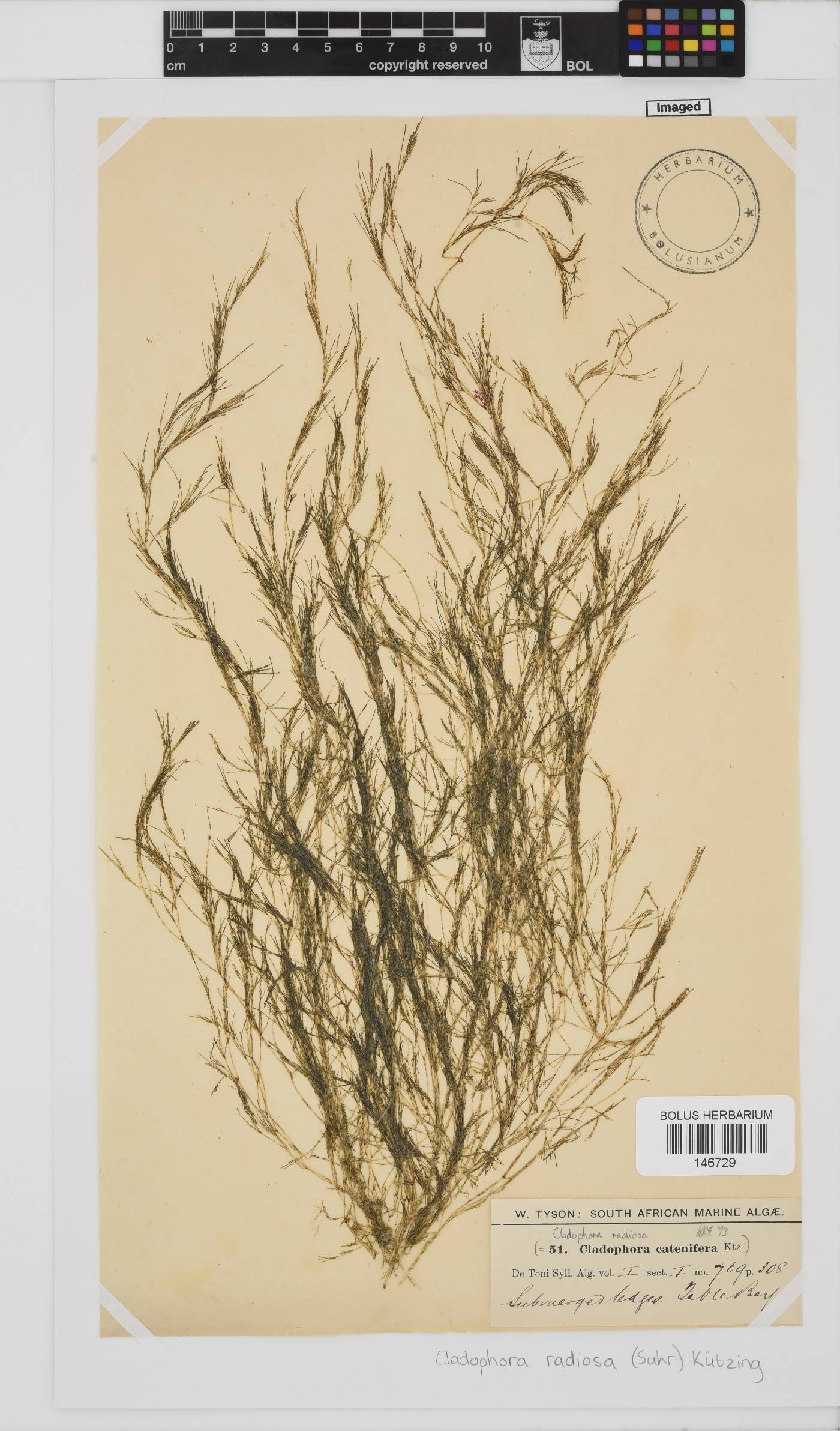 Lychaete radiosa image