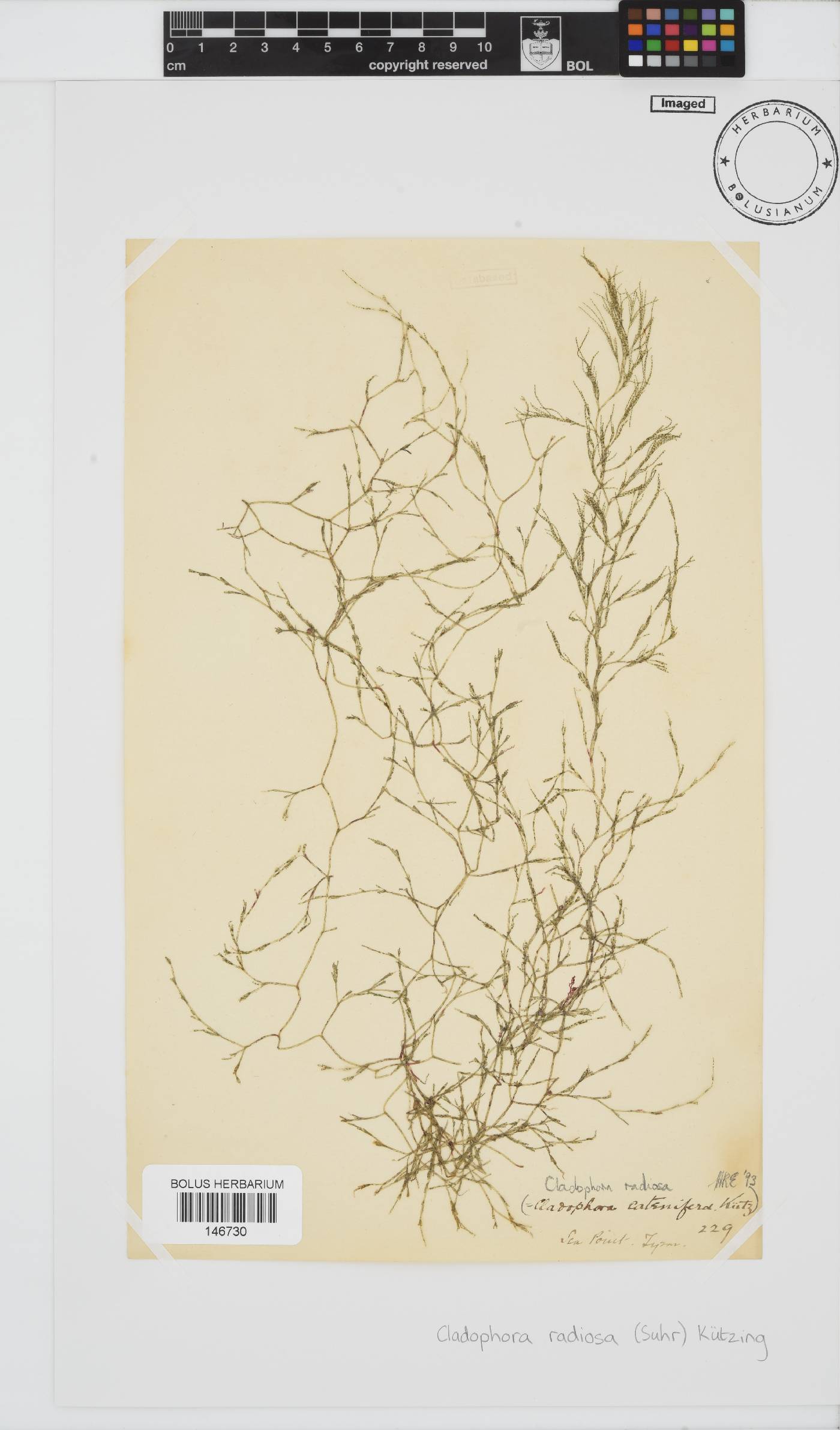 Lychaete radiosa image
