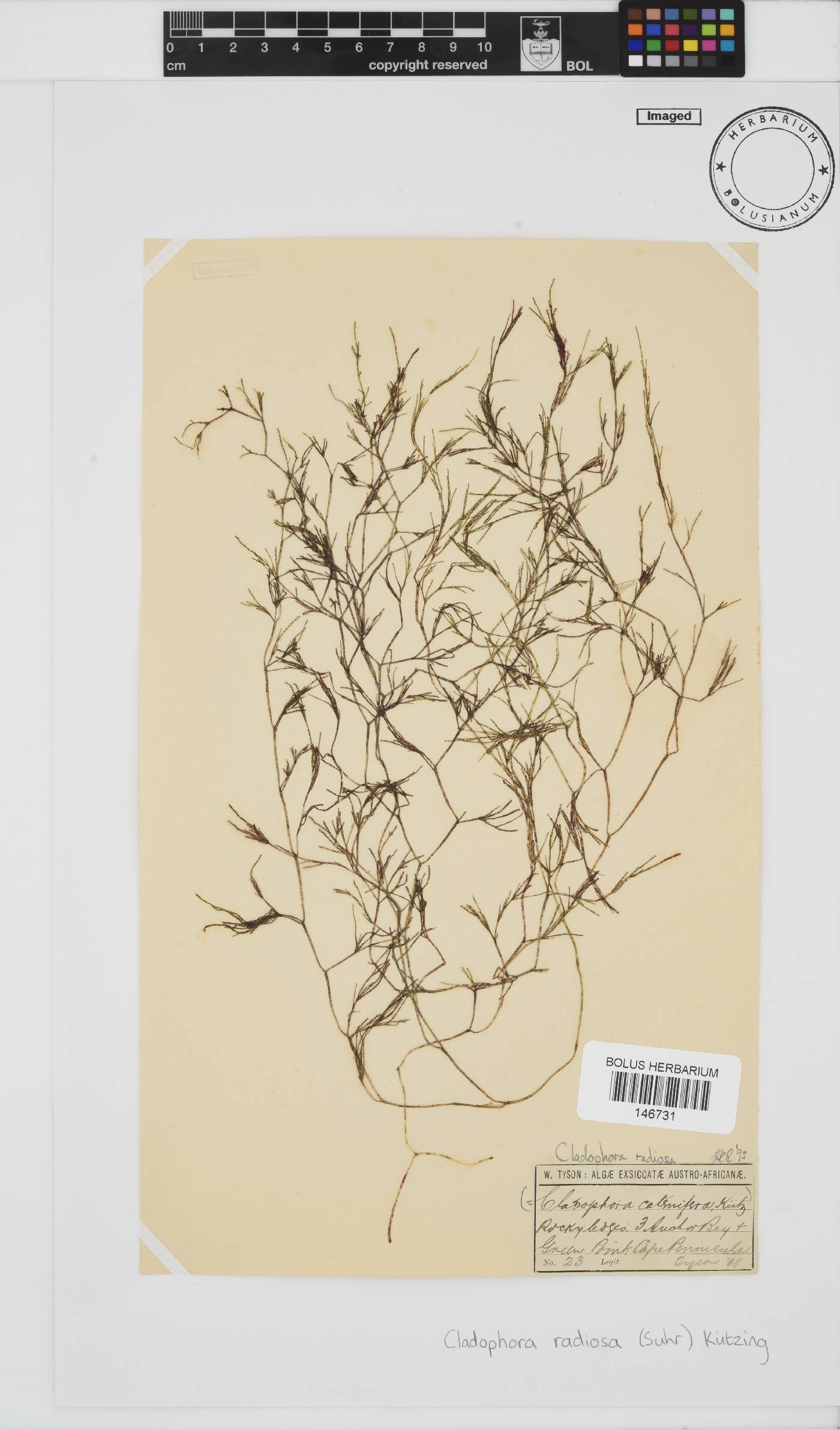 Lychaete image