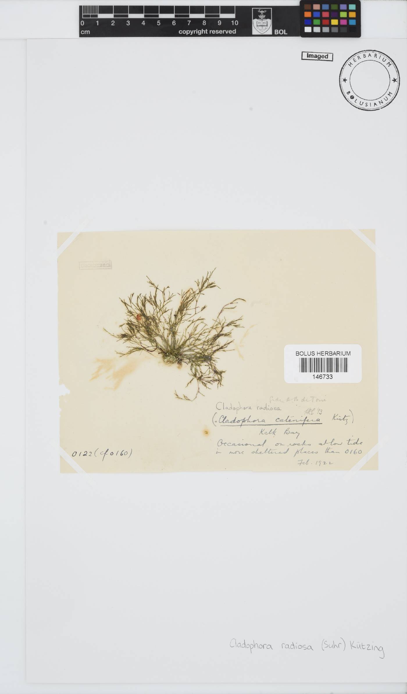 Lychaete image
