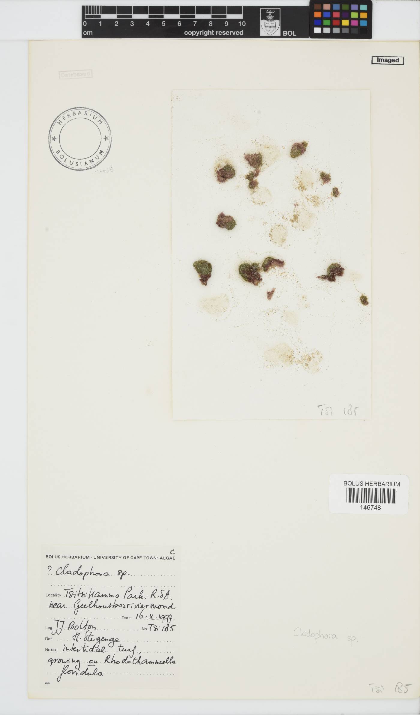 Cladophora image