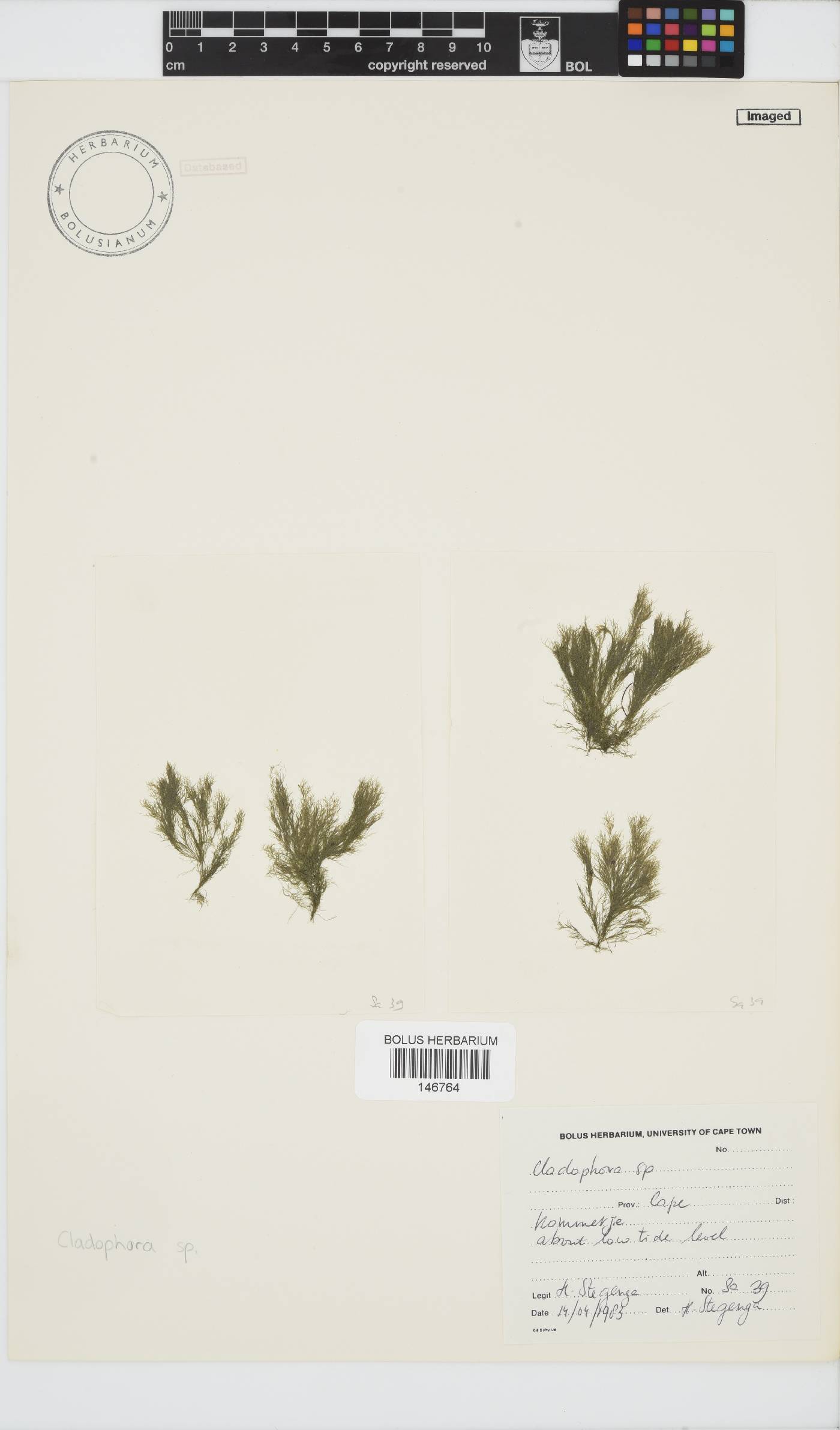 Cladophora image