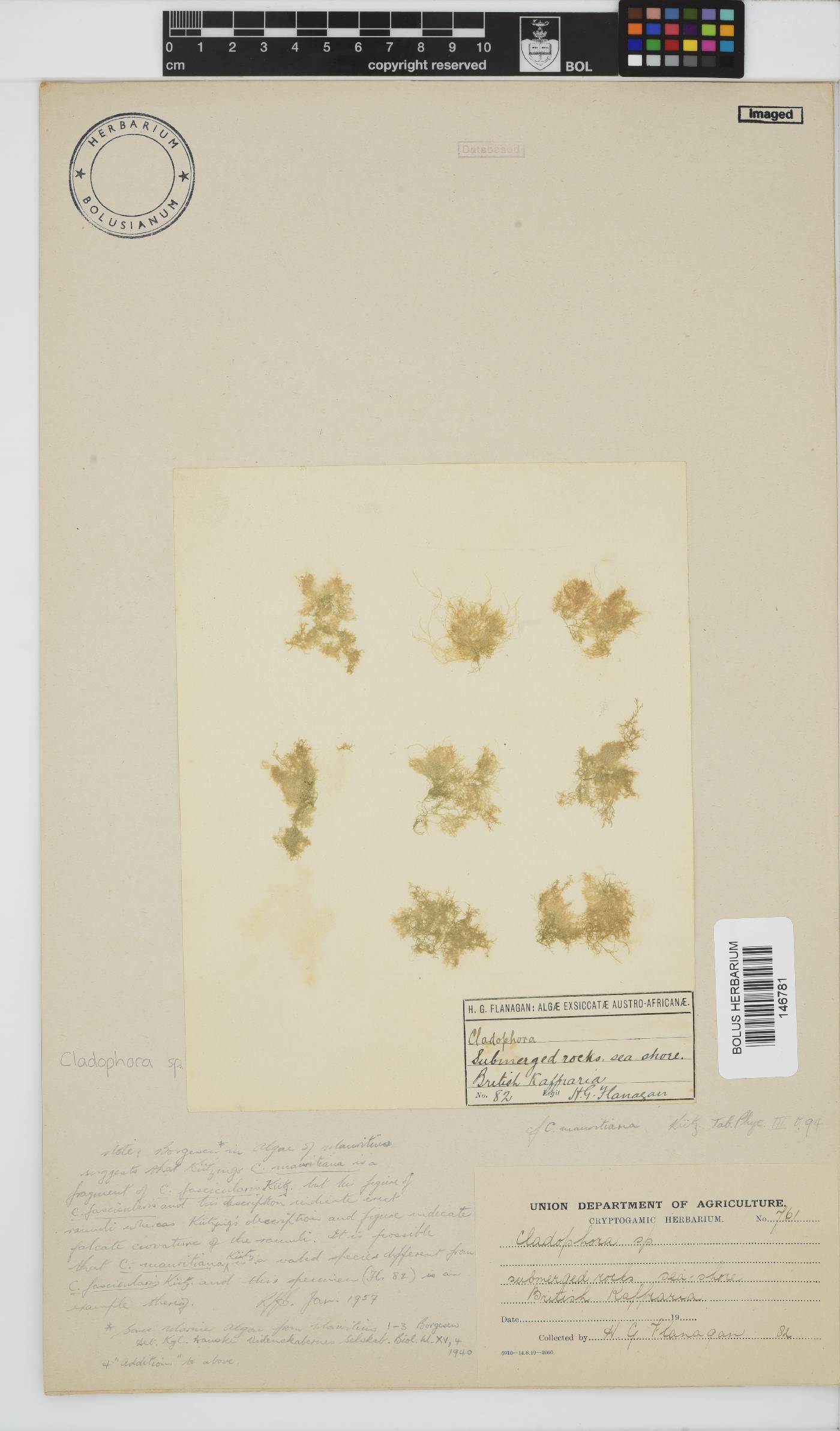 Cladophora image