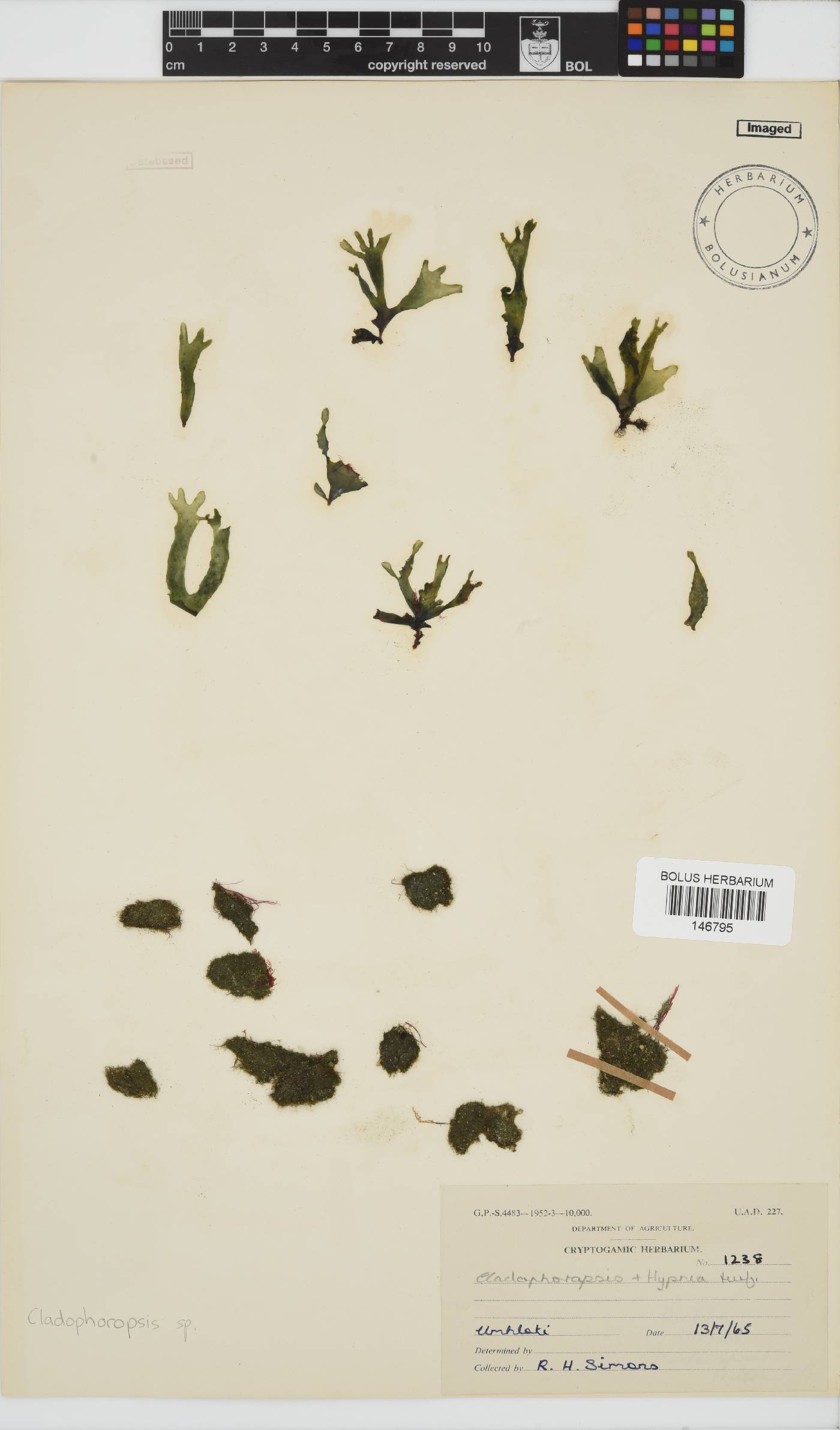 Cladophoropsis image