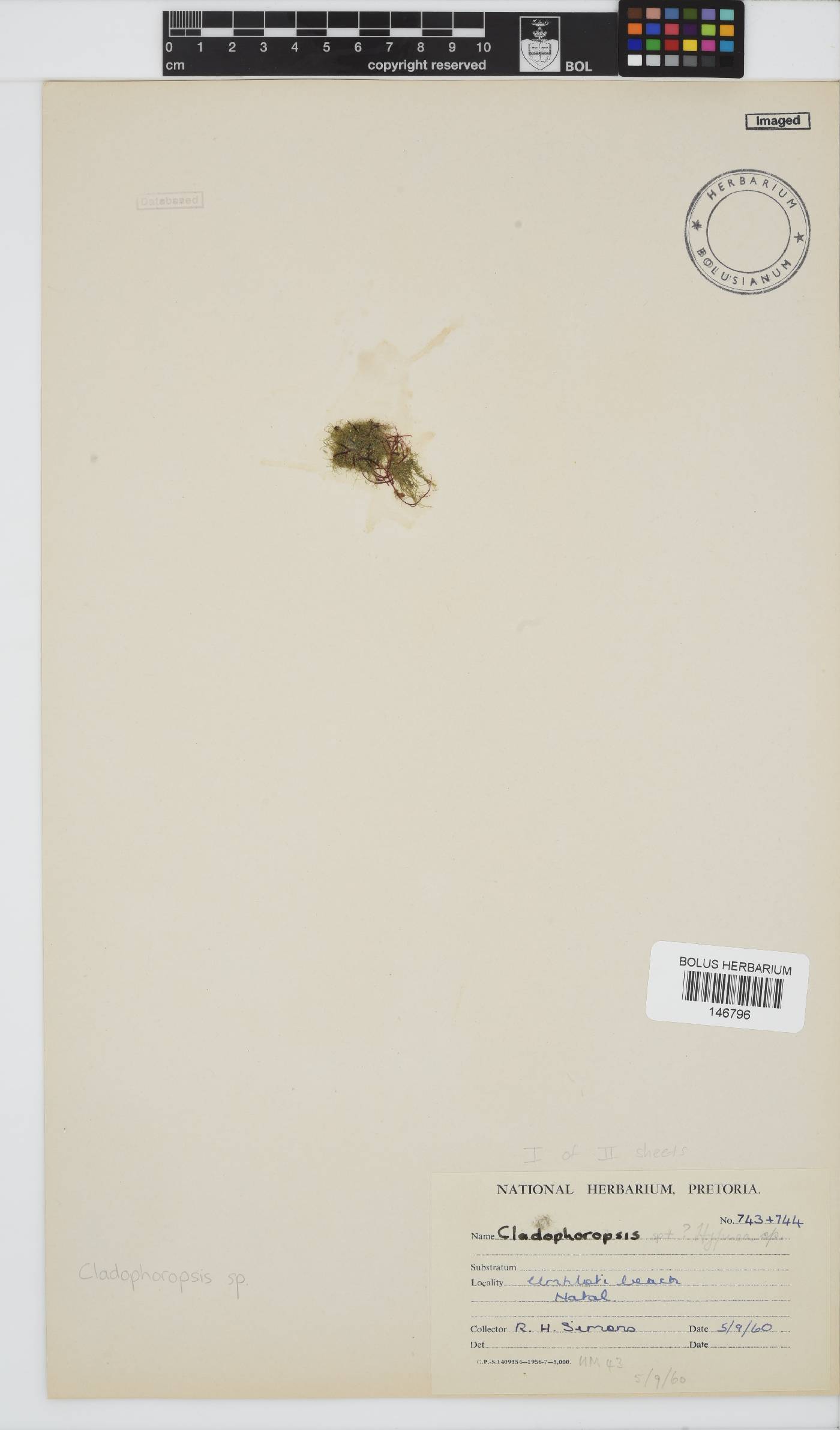 Cladophoropsis image