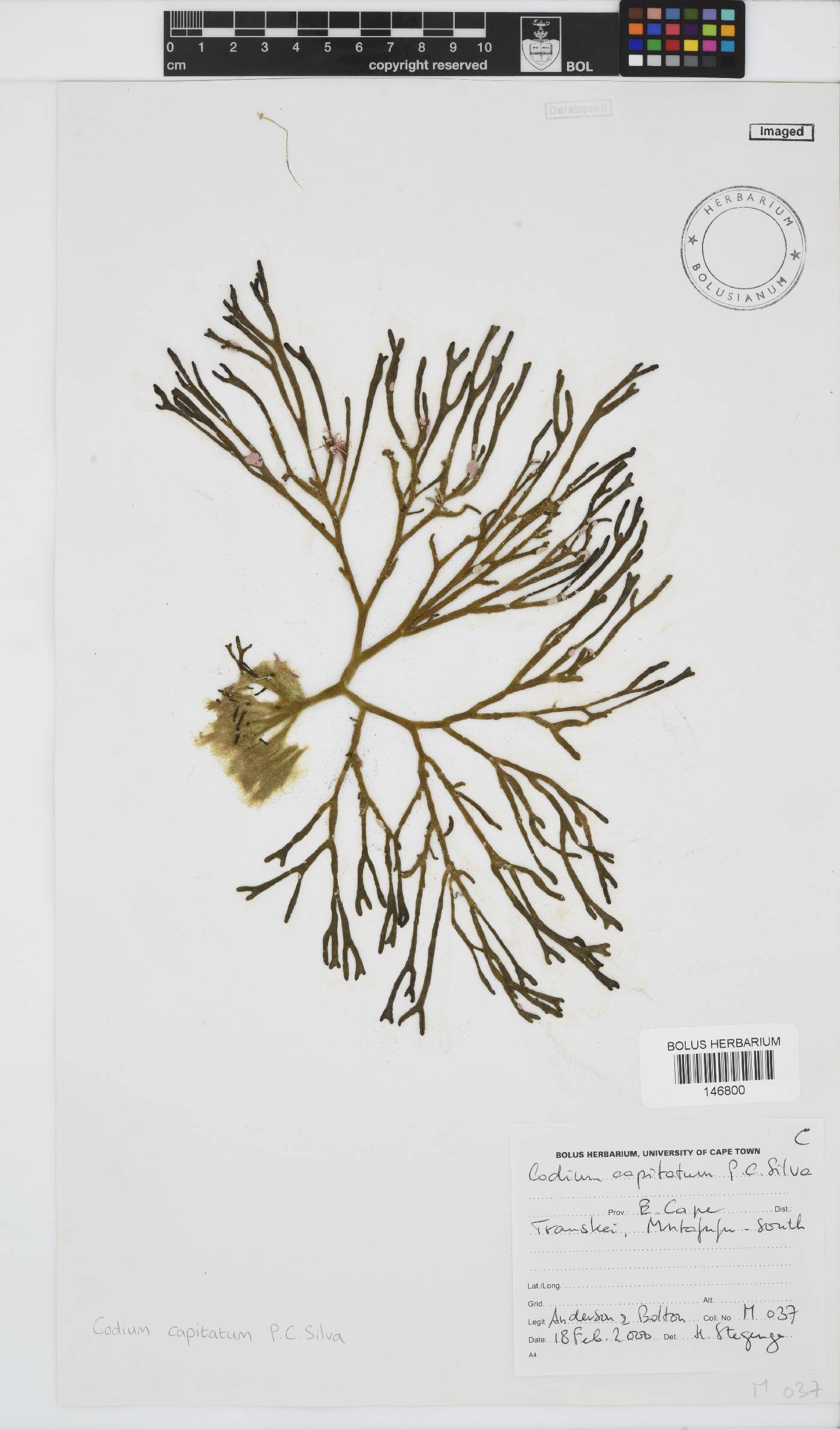 Codium image