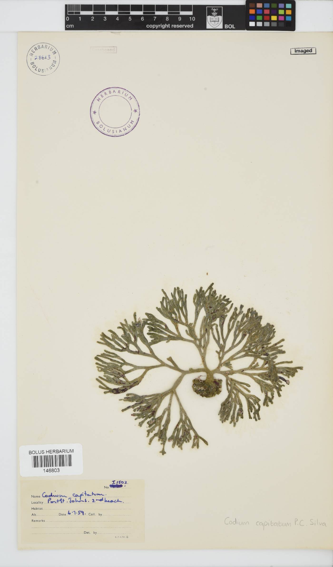 Codium capitatum image