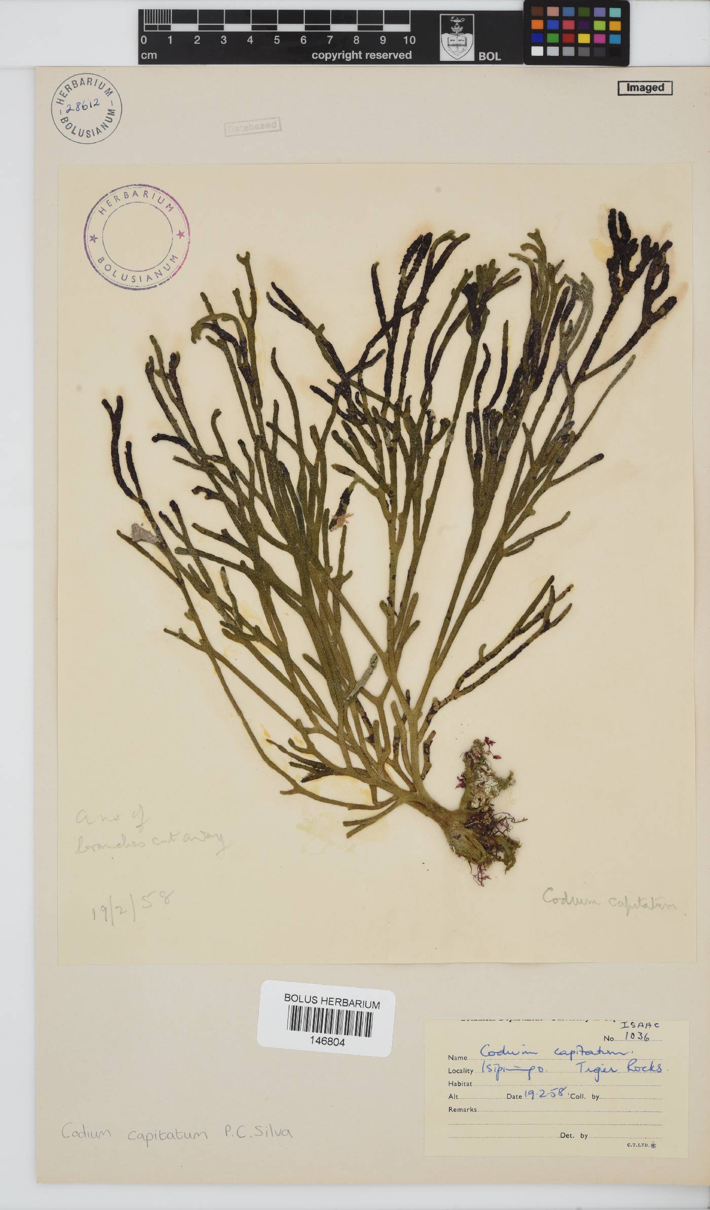 Codium capitatum image