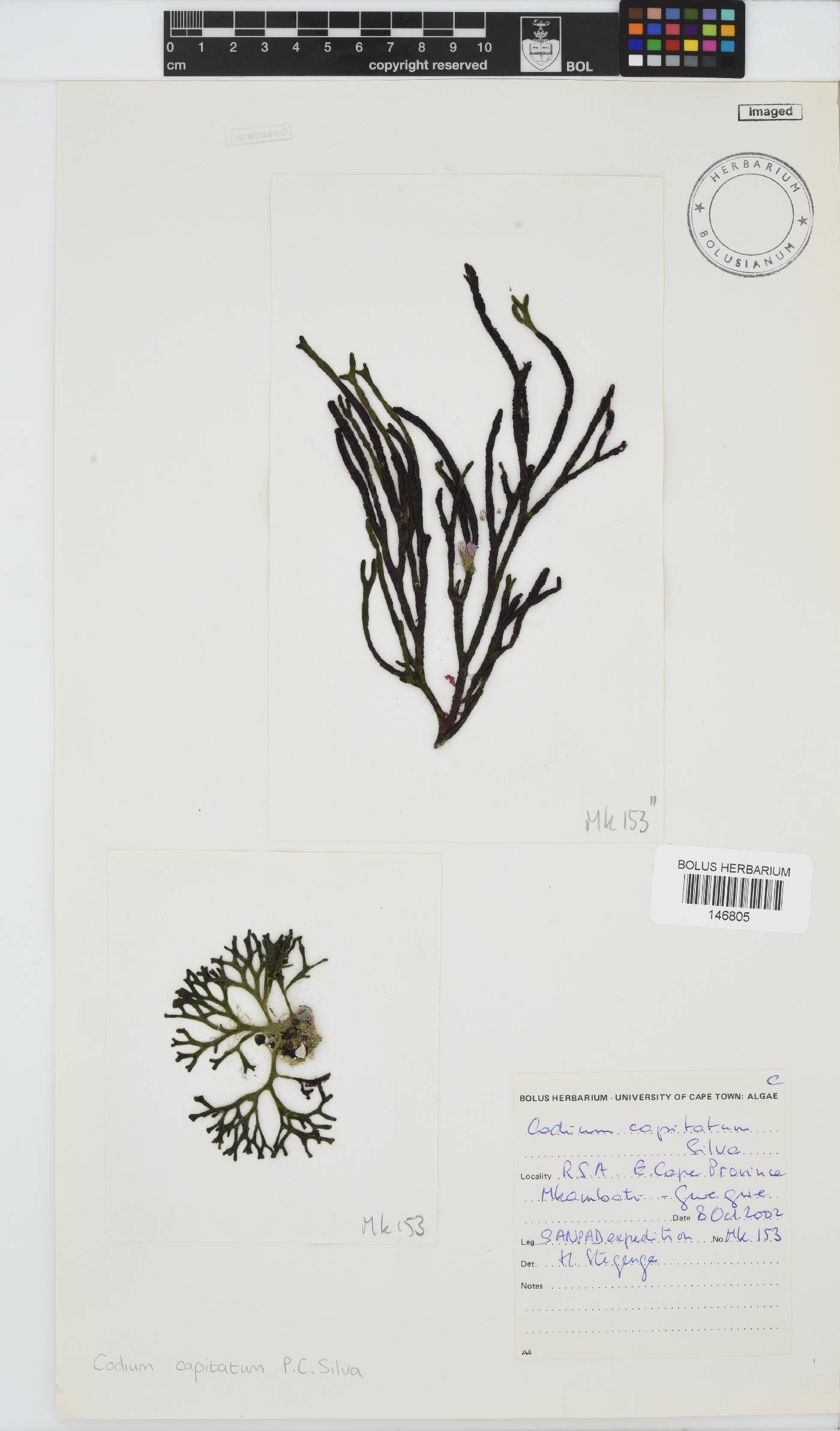 Codium capitatum image
