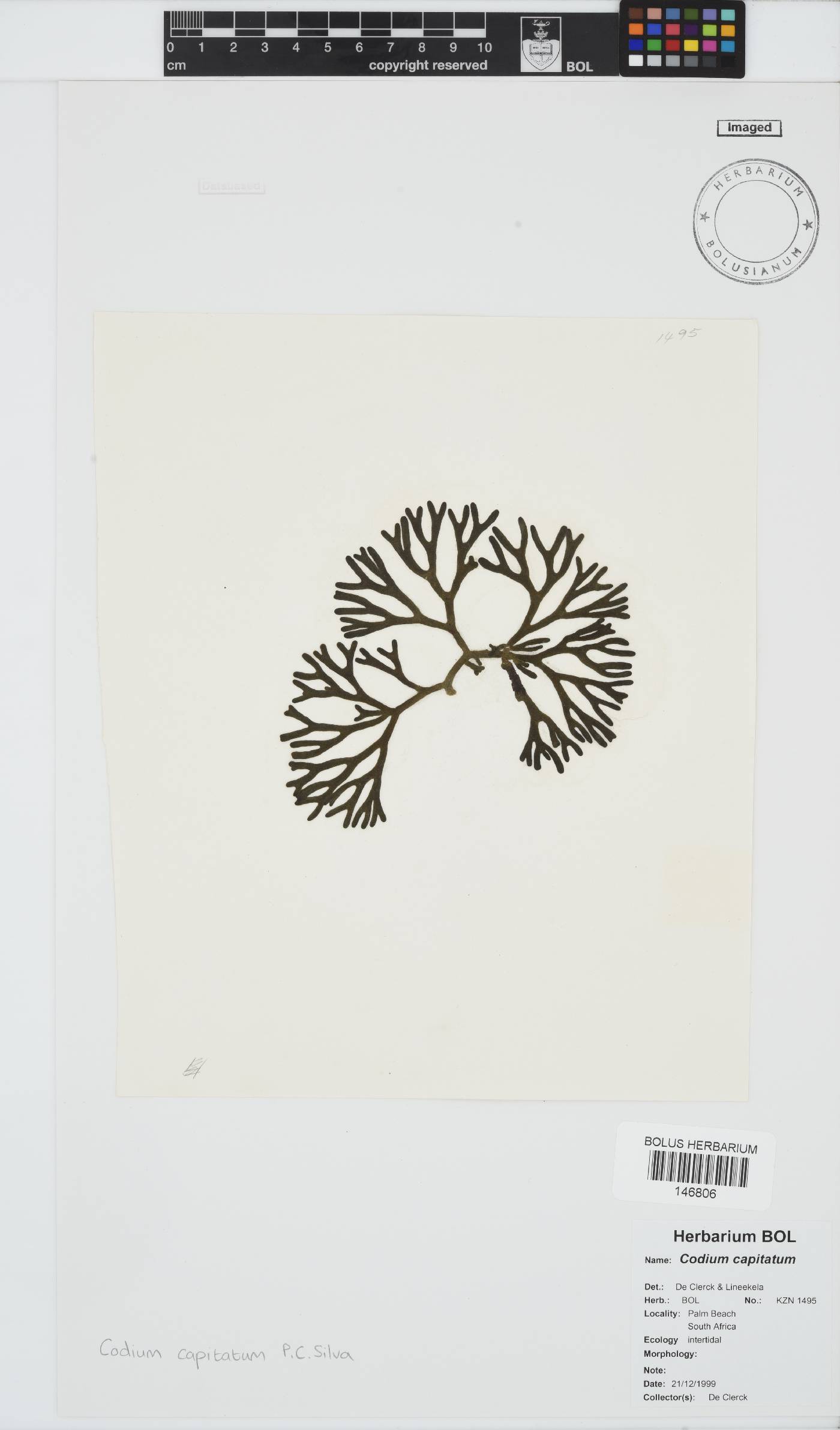 Codium capitatum image