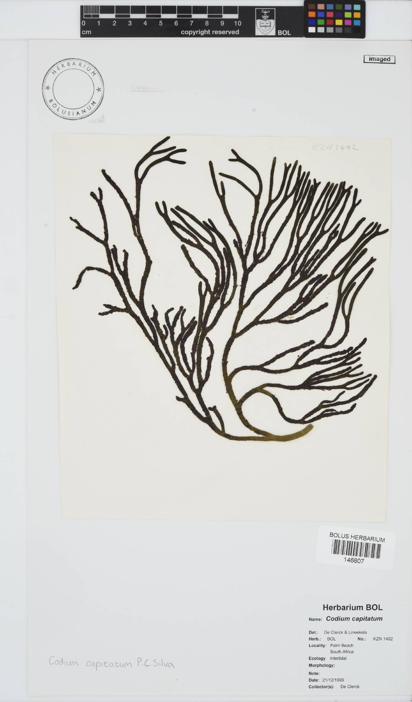Codium capitatum image