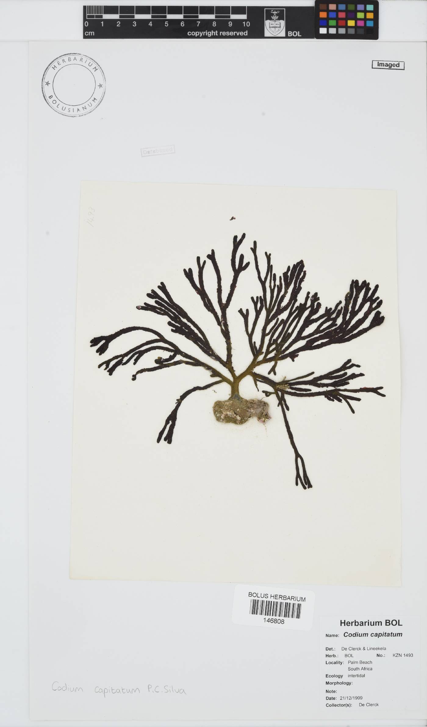 Codium capitatum image