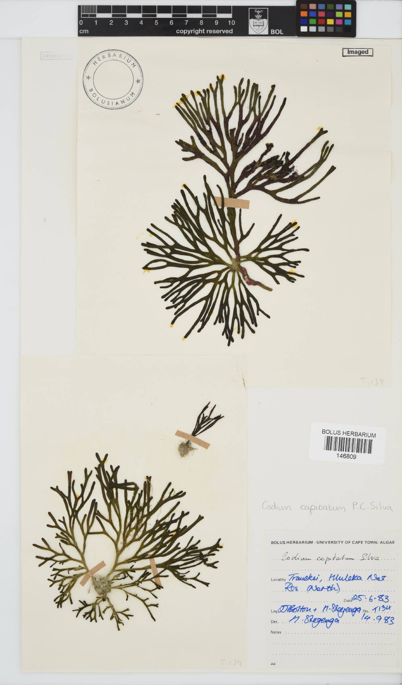 Codium capitatum image