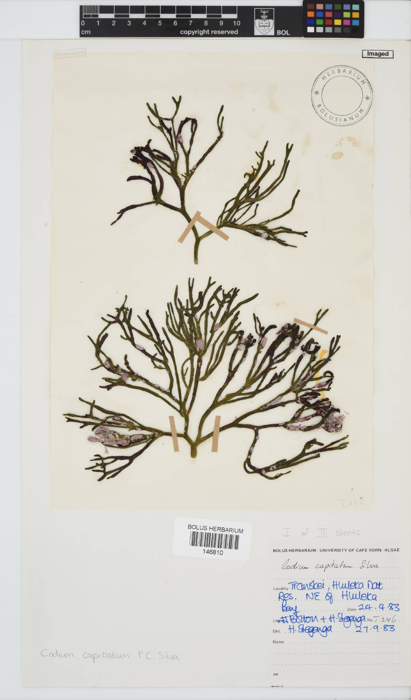 Codium capitatum image