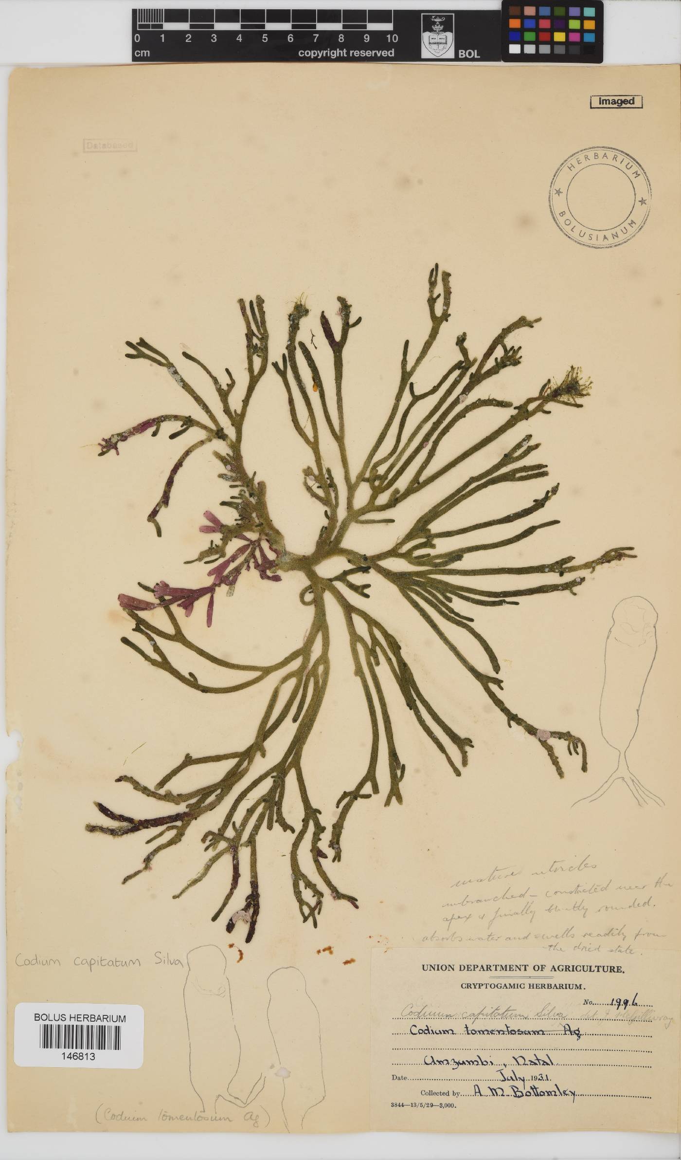 Codium capitatum image