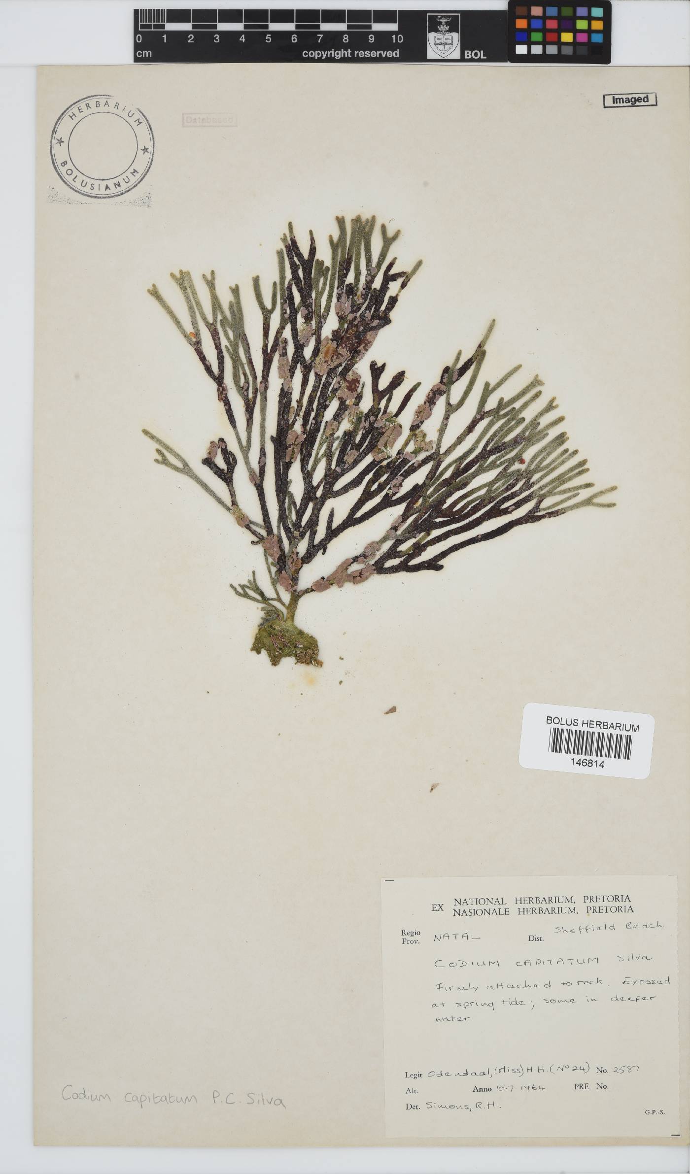 Codium capitatum image