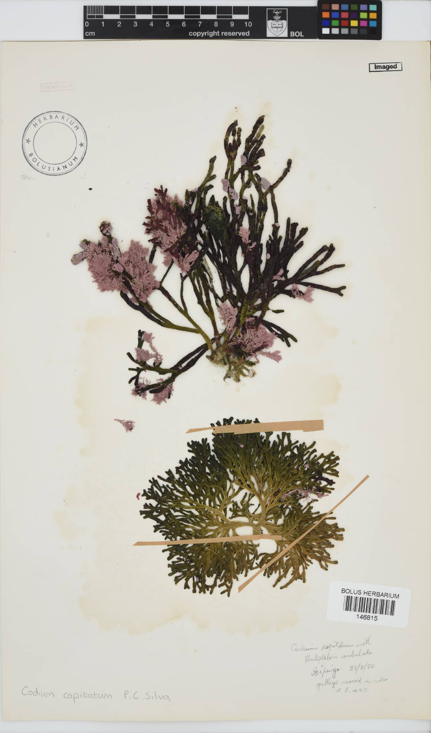 Codium capitatum image