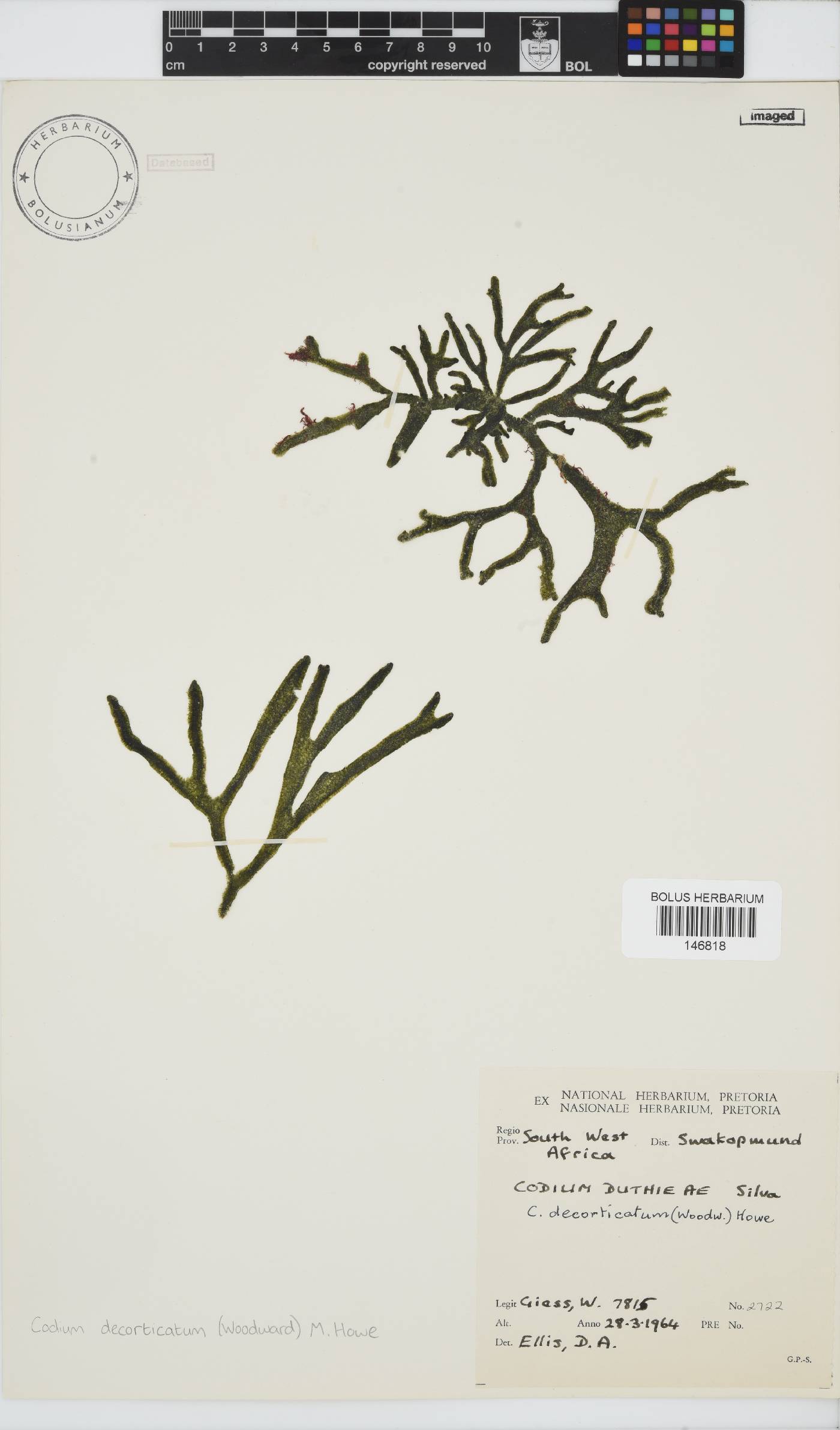 Codium decorticatum image