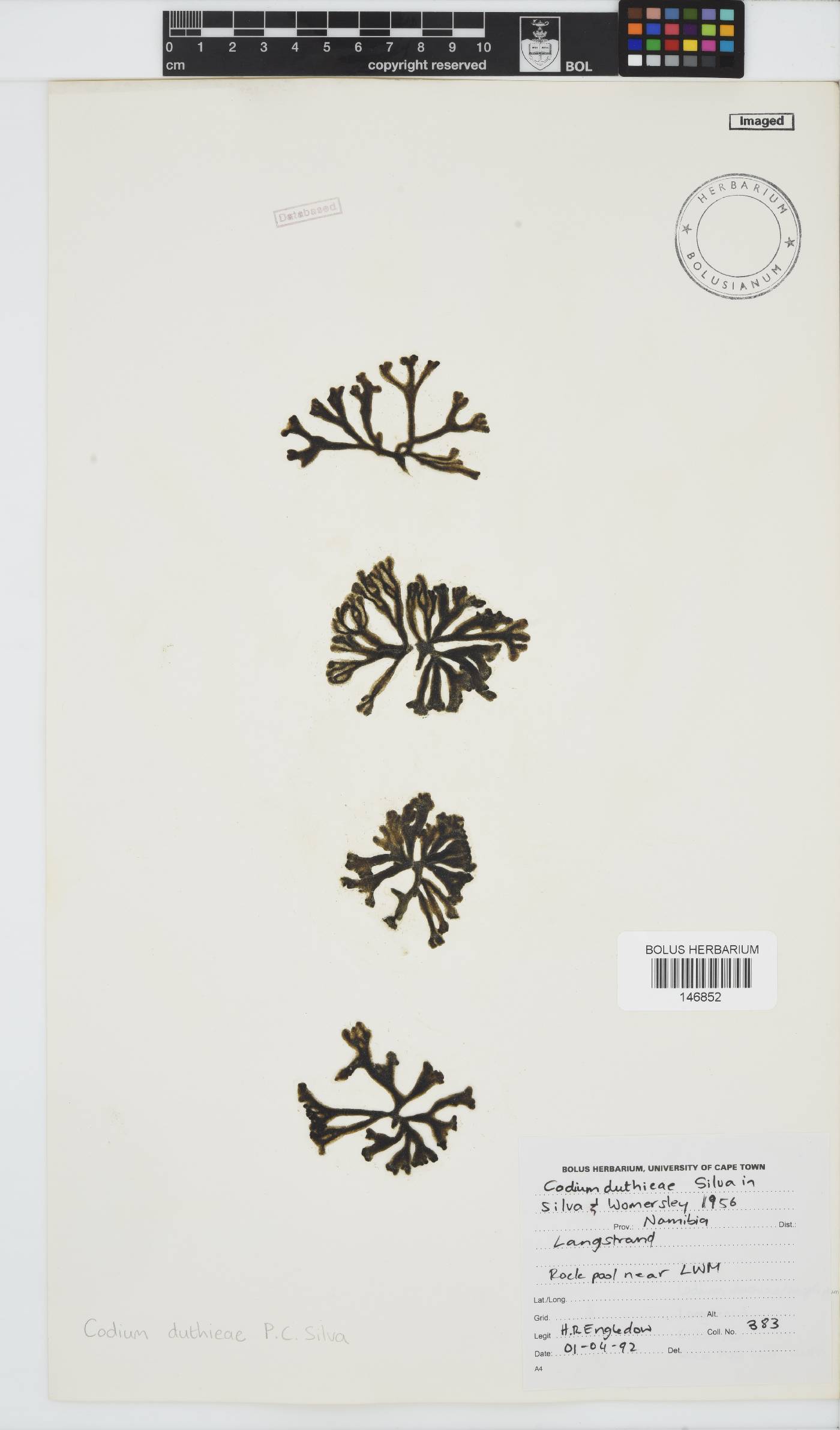 Codium duthieae image