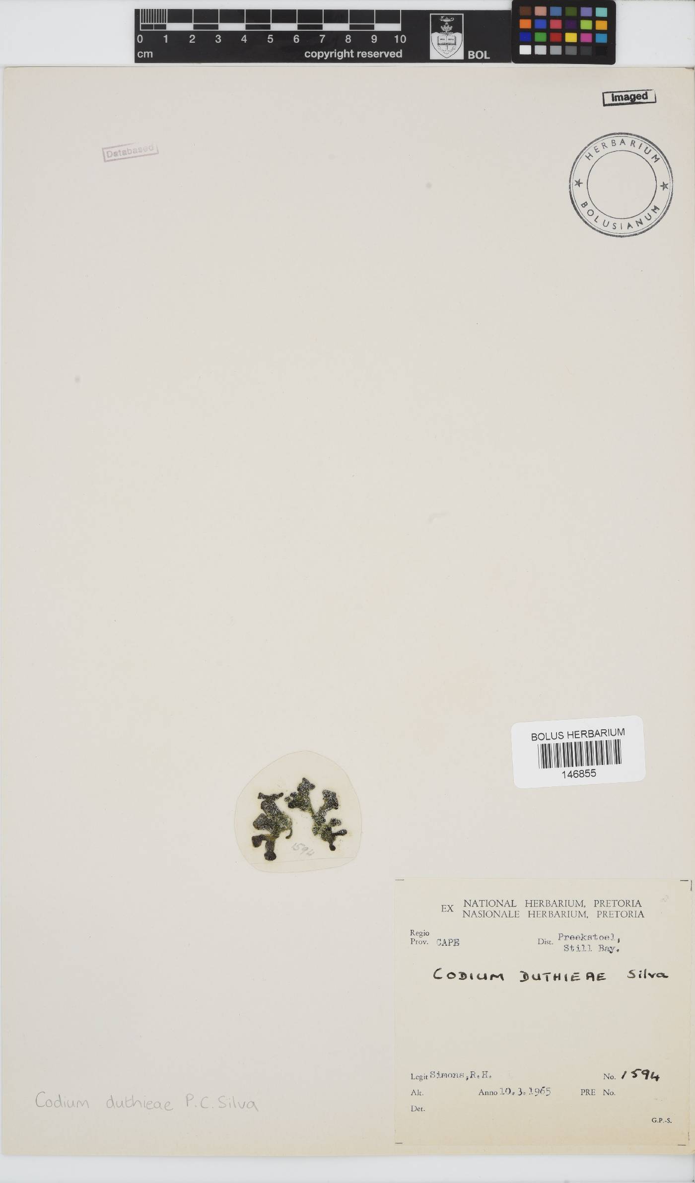 Codium duthieae image