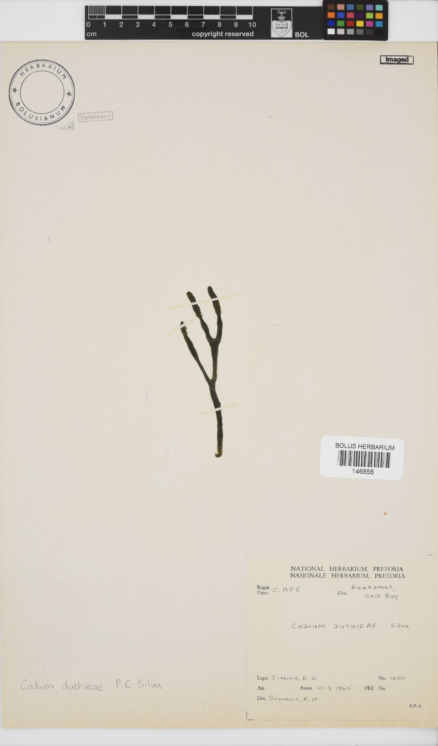 Codium image