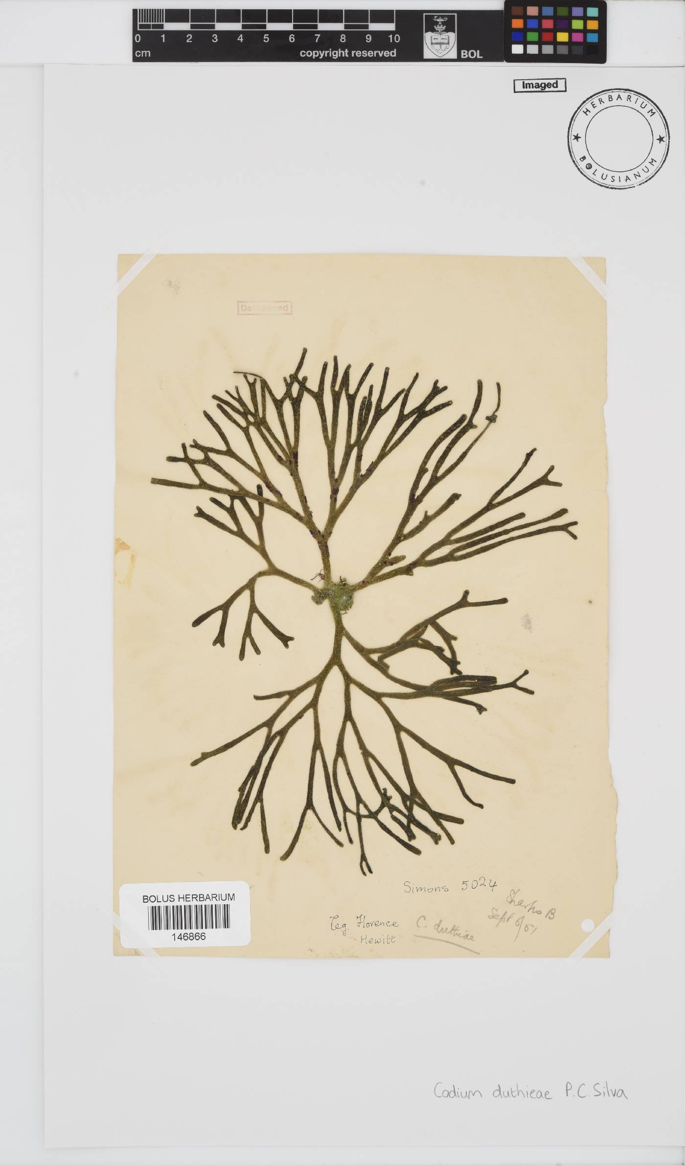 Codium duthieae image