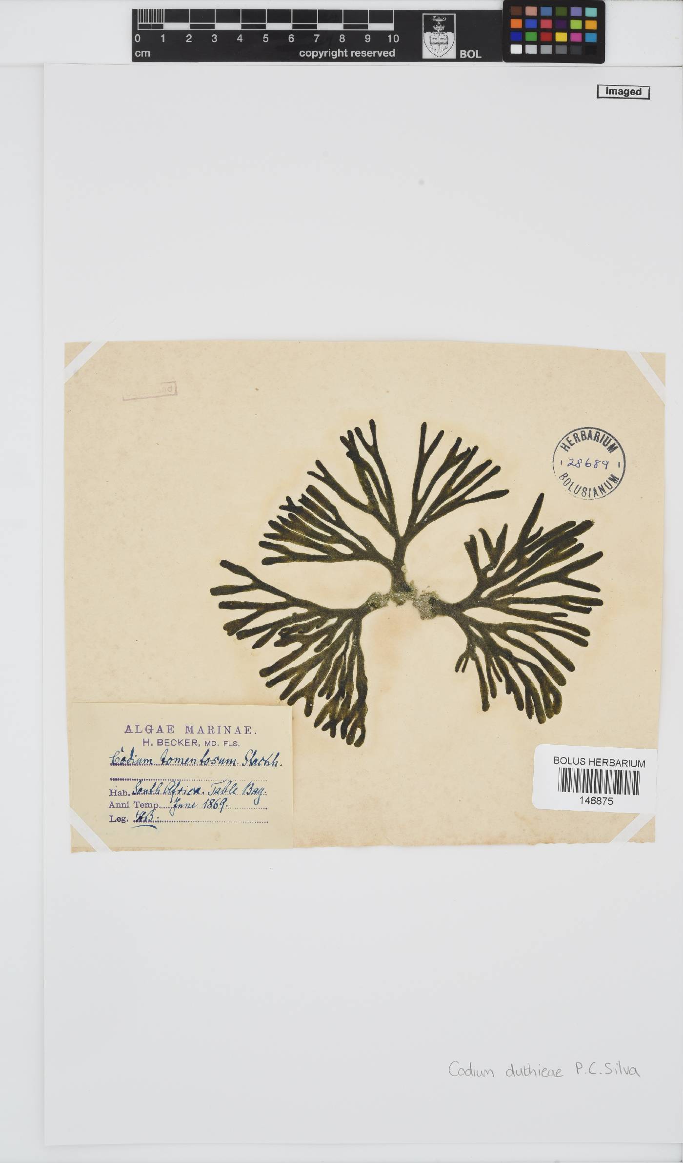 Codium duthieae image
