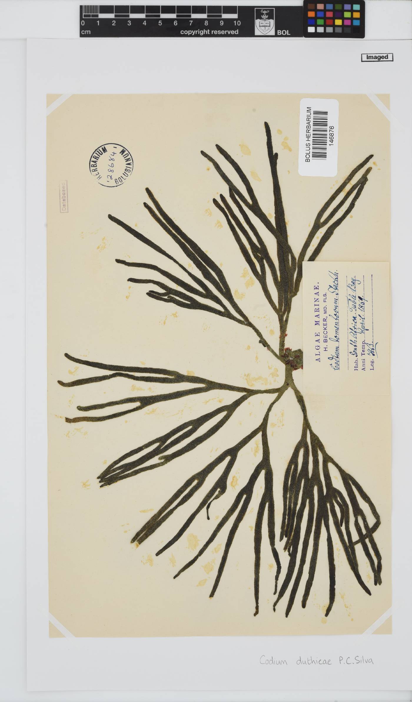 Codium duthieae image