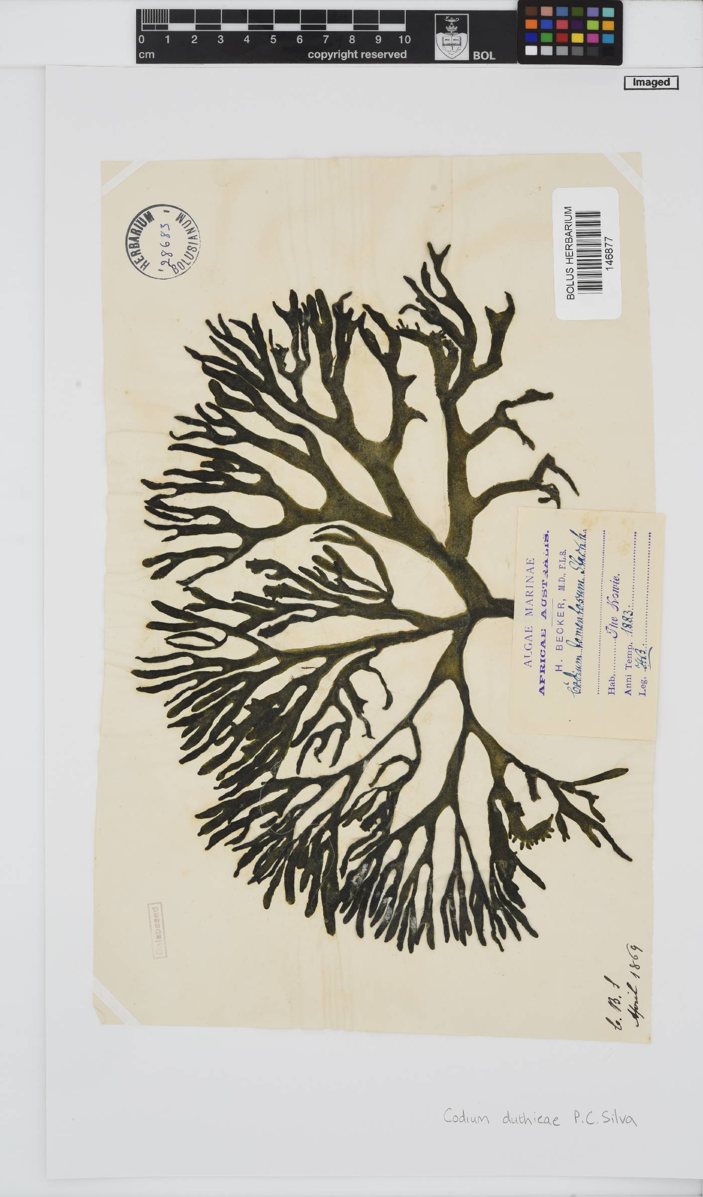 Codium duthieae image