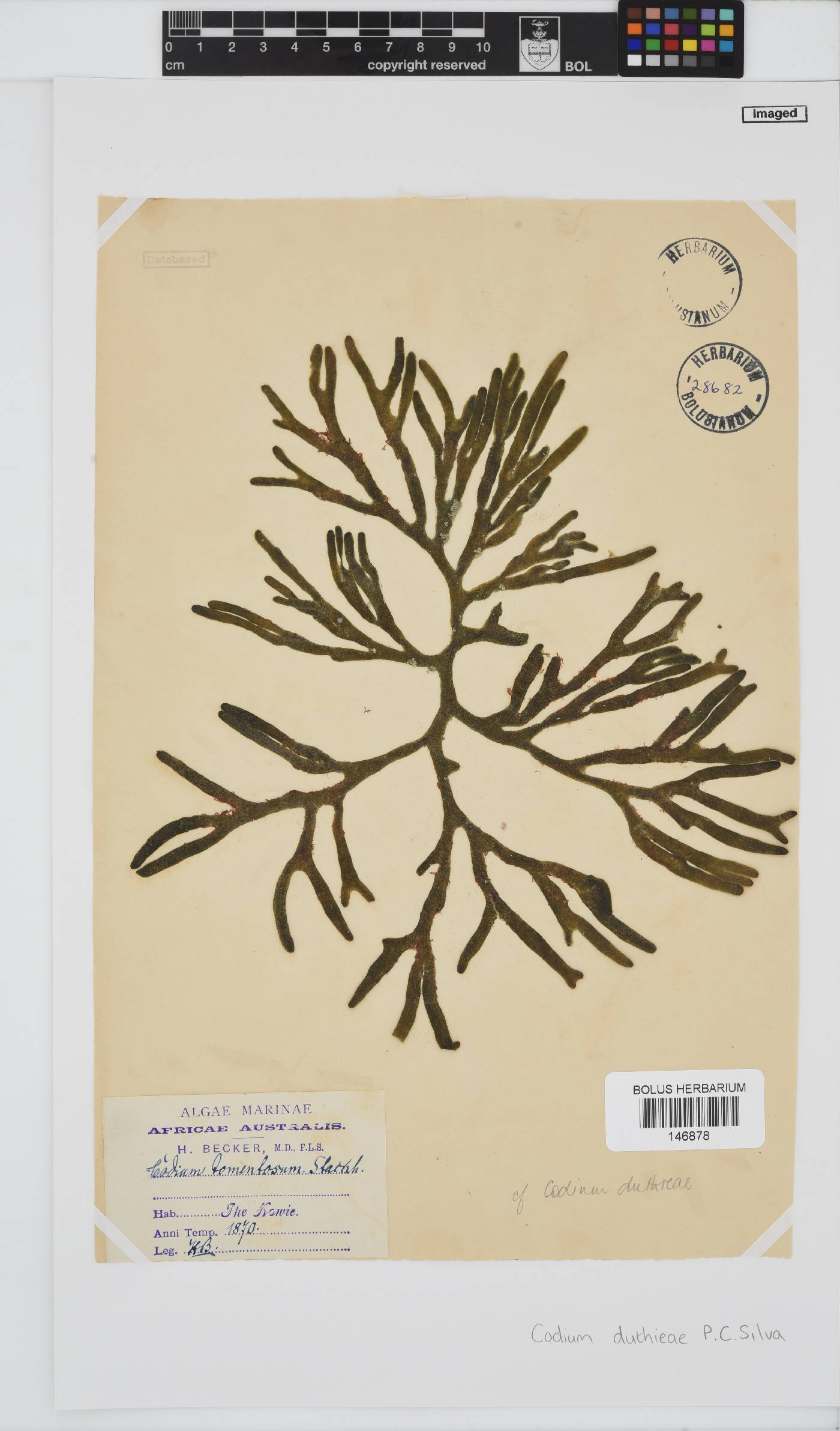 Codium duthieae image