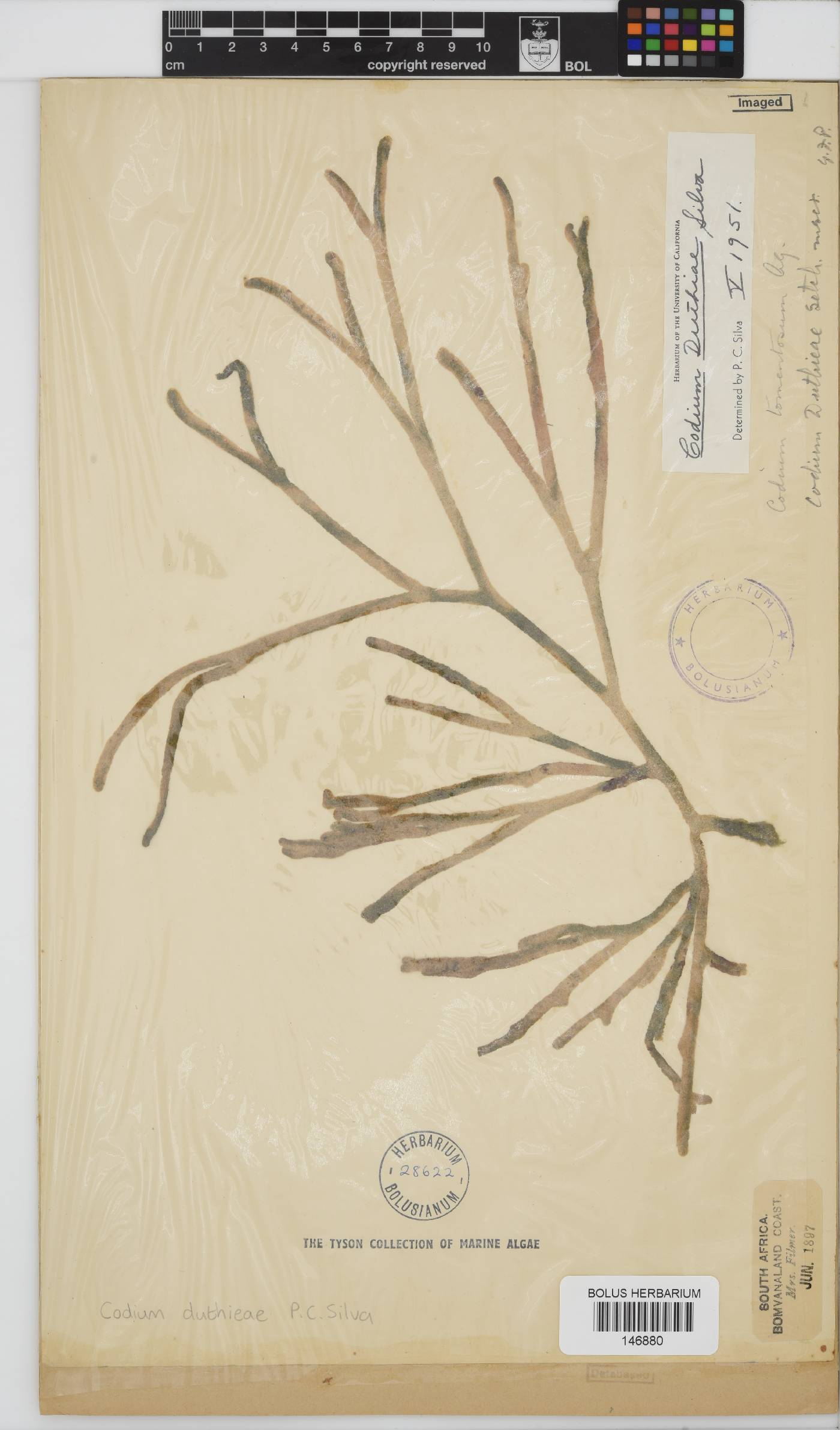 Codium duthieae image
