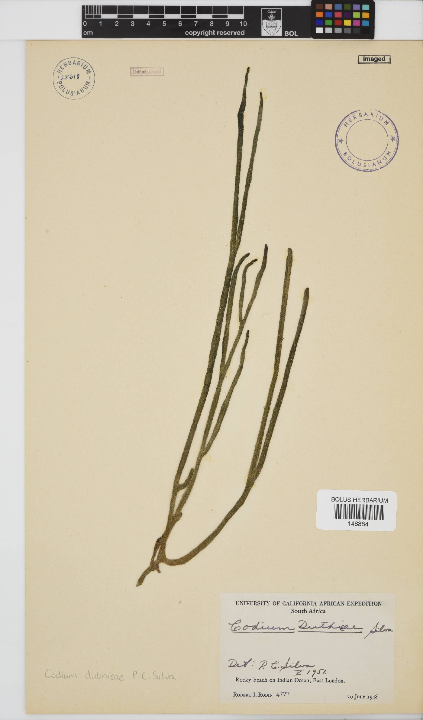 Codium duthieae image