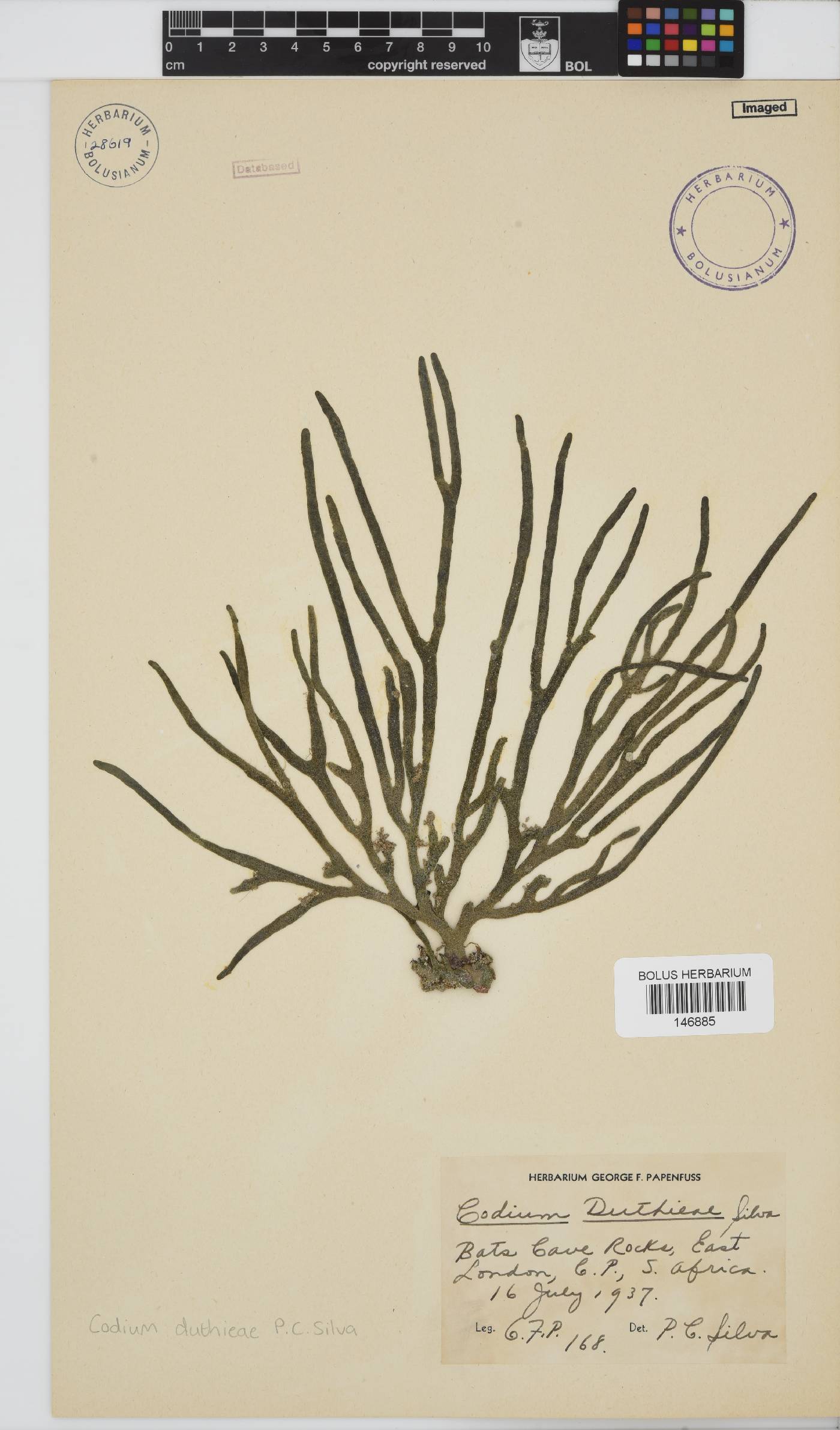 Codium duthieae image